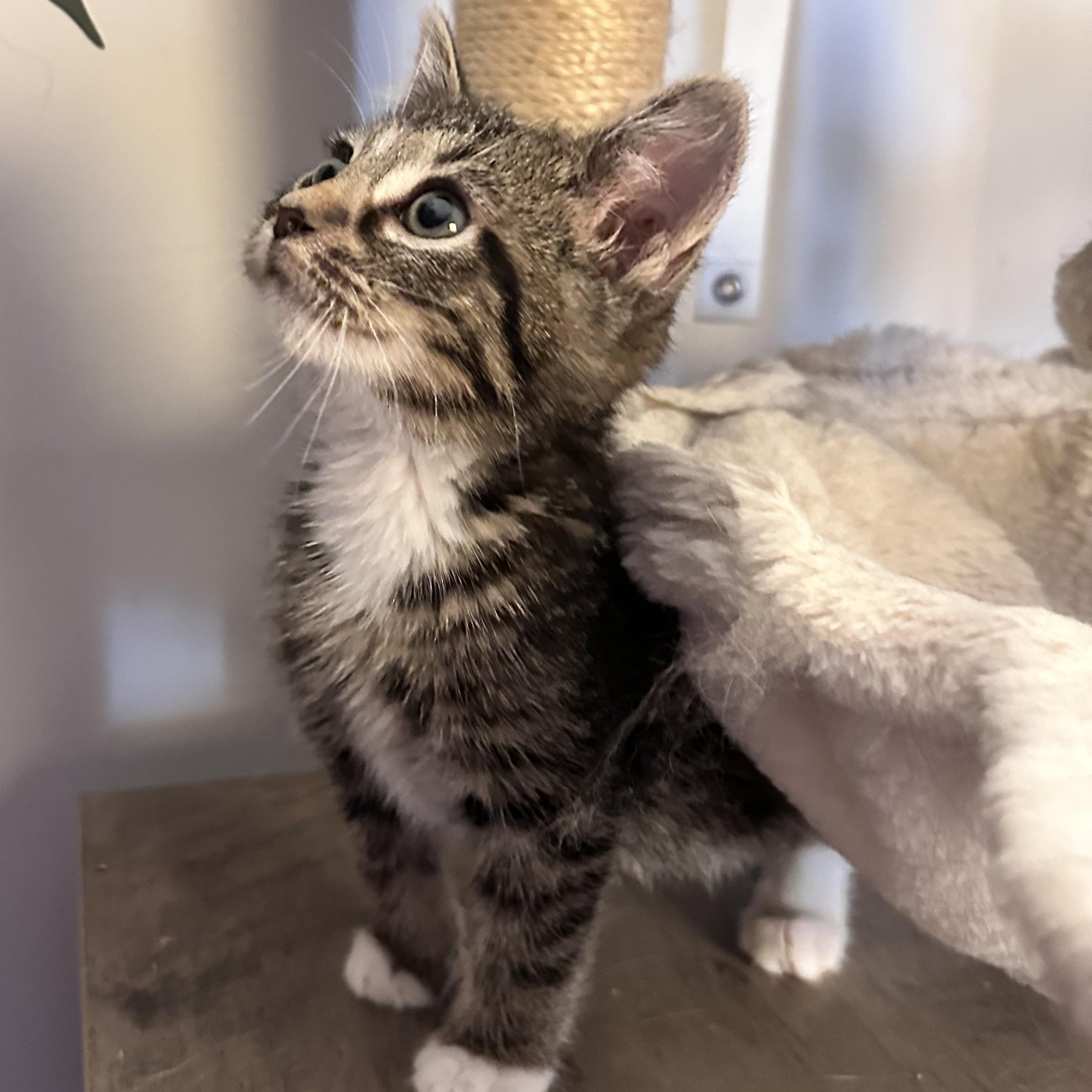 Enlarge Rye bread, a ADOPTABLE mixed breed in Mount Vernon, IL image 4/4