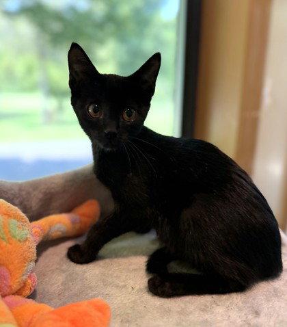 Crow, Adoptable, Young Male Domestic Short Hair.