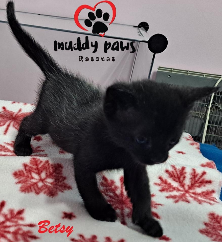 Enlarge Betsy, a Adoptable Domestic Short Hair in Council Bluffs, IA image 1/2