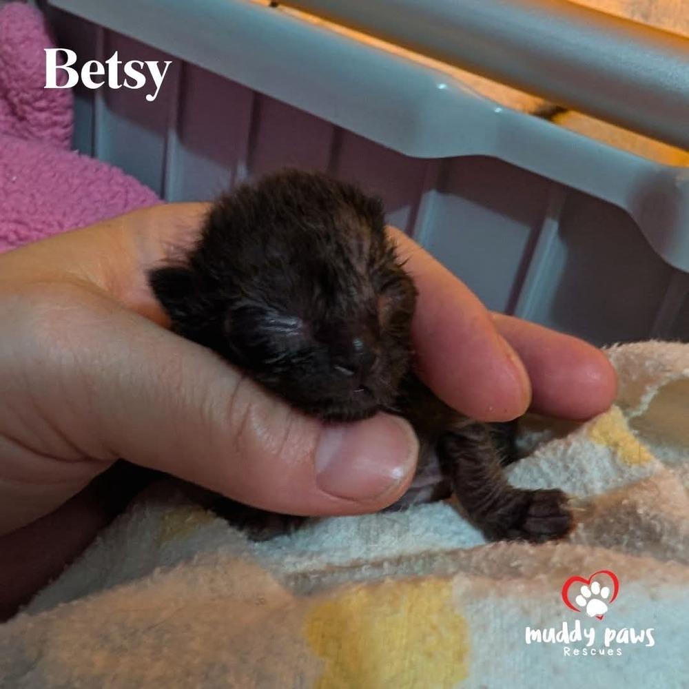 Enlarge Betsy, a Adoptable Domestic Short Hair in Council Bluffs, IA image 2/2