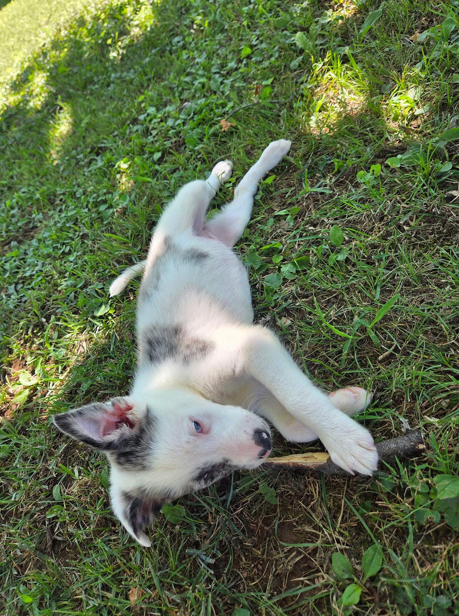 valentina, a Adoptable mixed breed in Goodlettsville, TN image 2/5