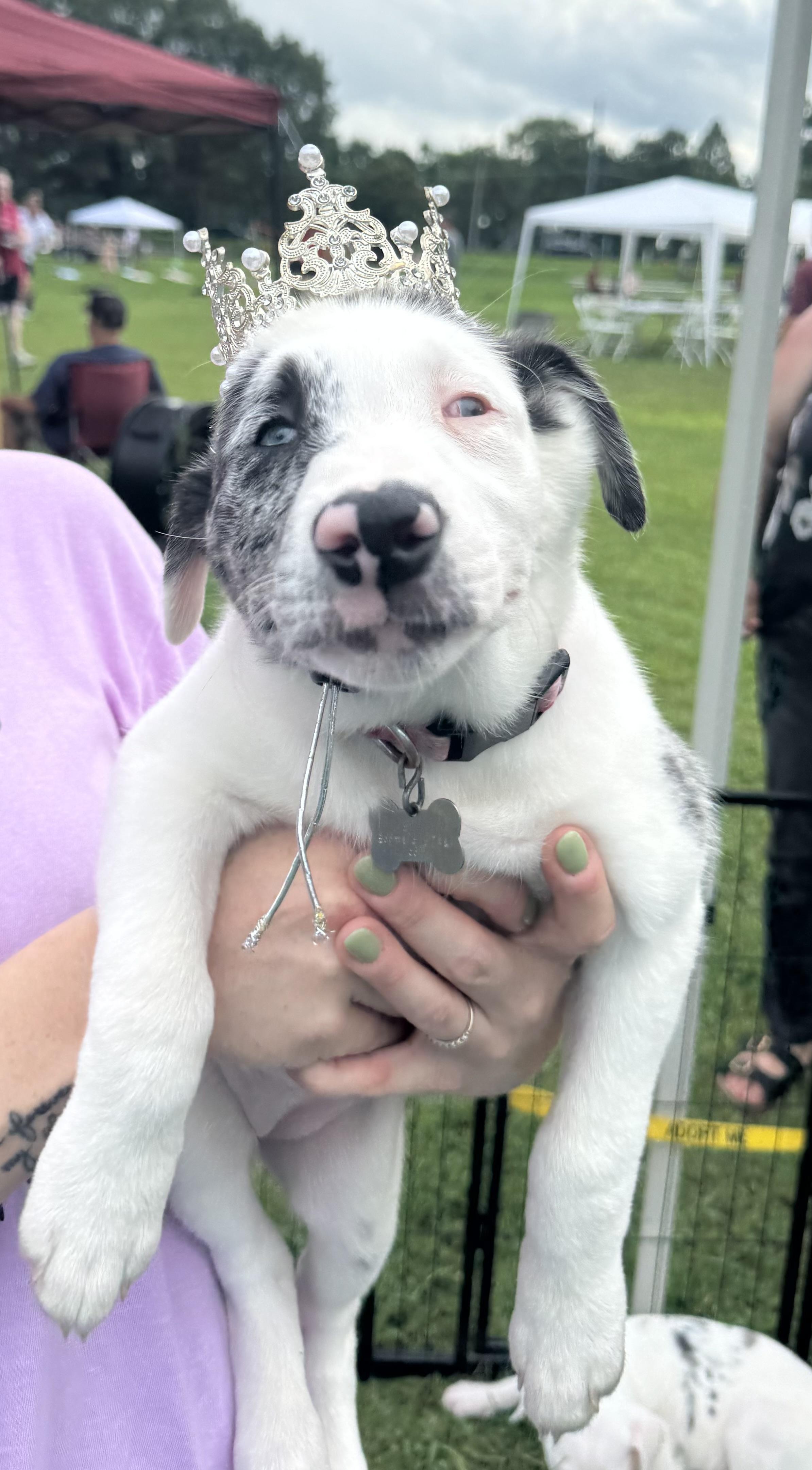 valentina, Adoptable, Puppy Male Australian Shepherd.
