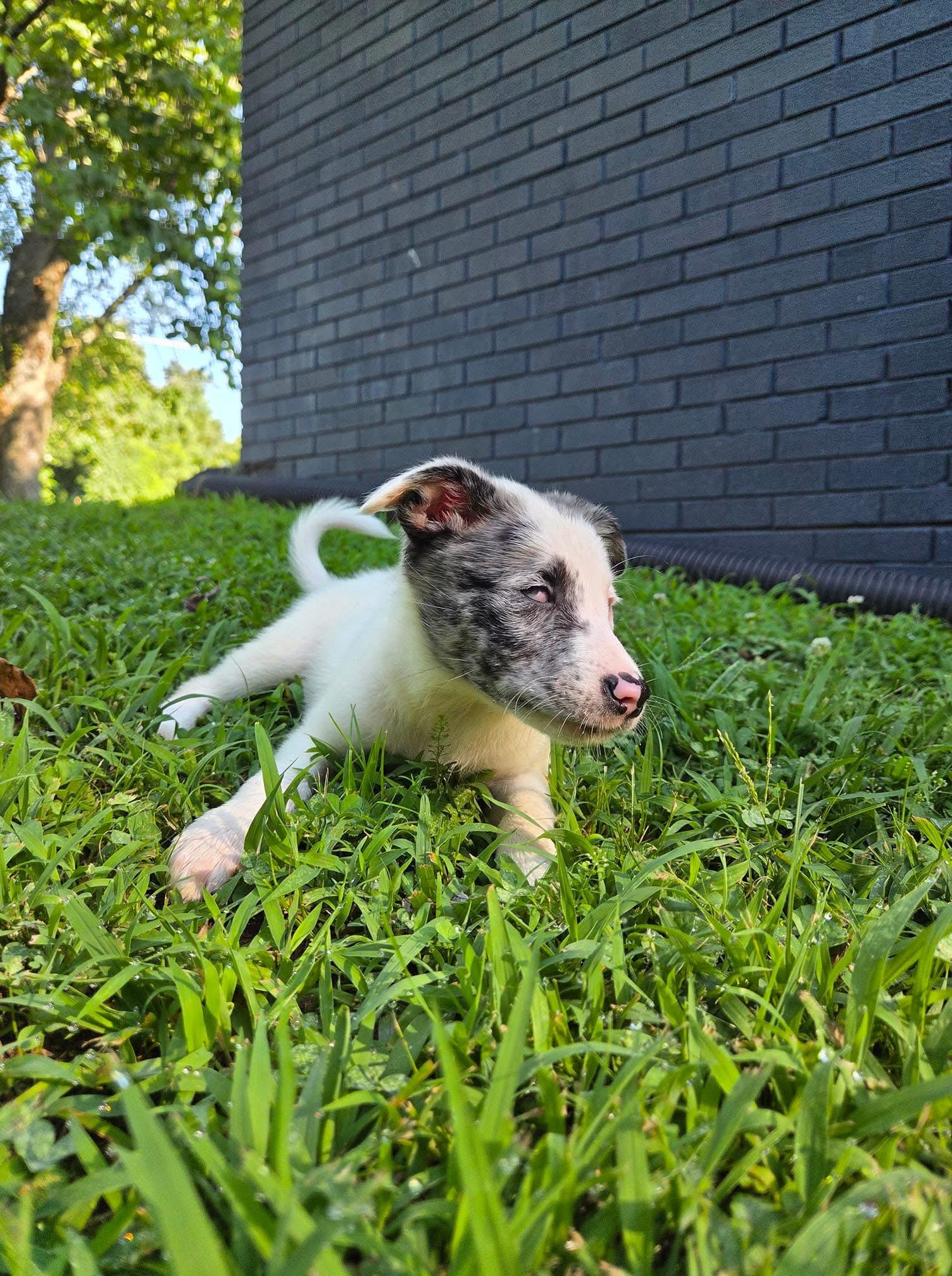 valentina, a Adoptable mixed breed in Goodlettsville, TN image 5/5