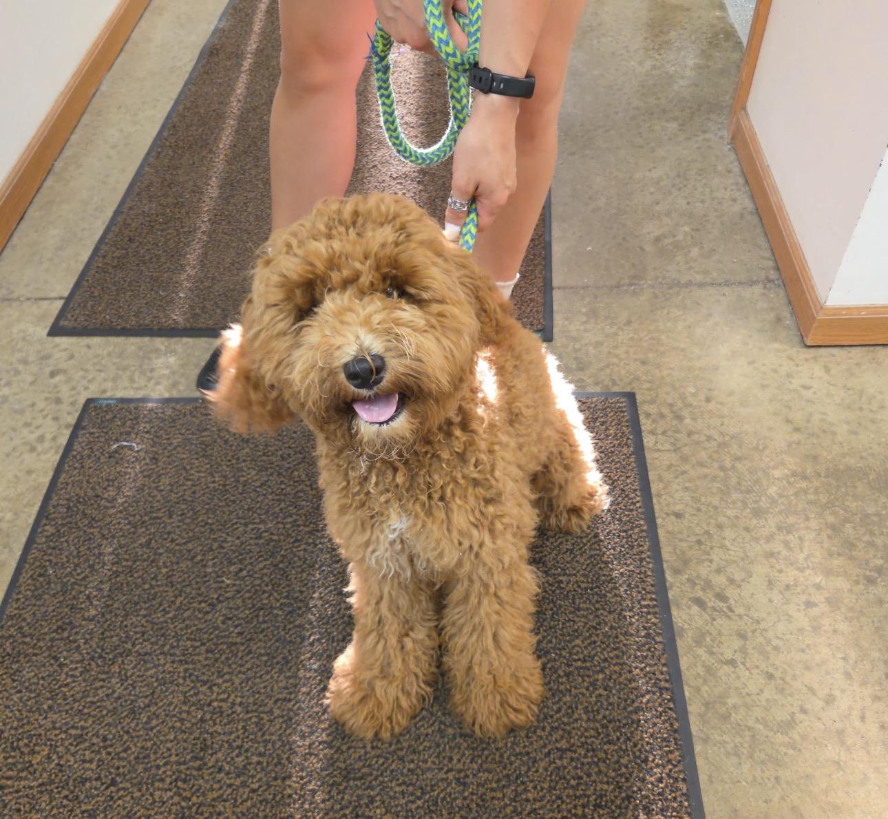 Enlarge Bailey, an adopted Goldendoodle in Indiana, PA image 1/1