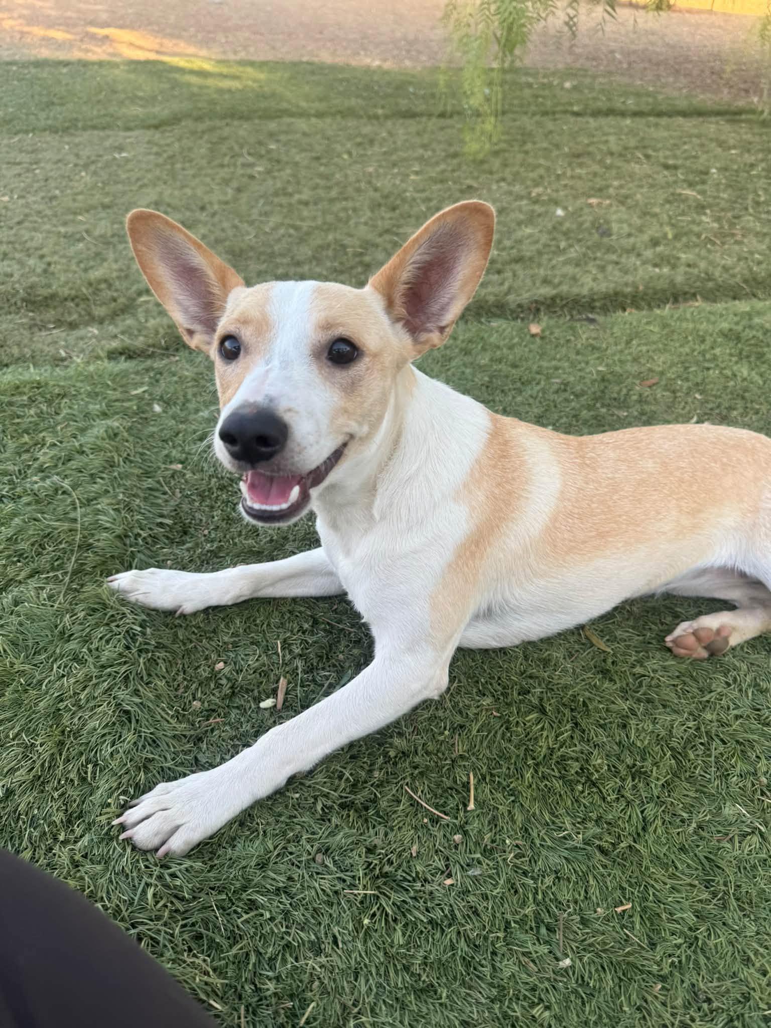 Enlarge Charity, a Adoptable mixed breed in Agua Dulce, CA image 3/5