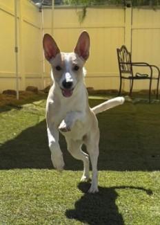 Enlarge Charity, a Adoptable mixed breed in Agua Dulce, CA image 4/5