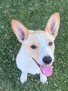 Enlarge Charity, a Adoptable mixed breed in Agua Dulce, CA image 5/5