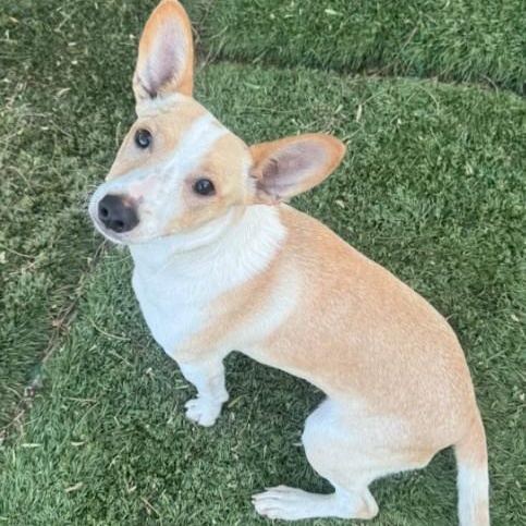 Charity, Adoptable, Puppy Female Basenji & Chihuahua.