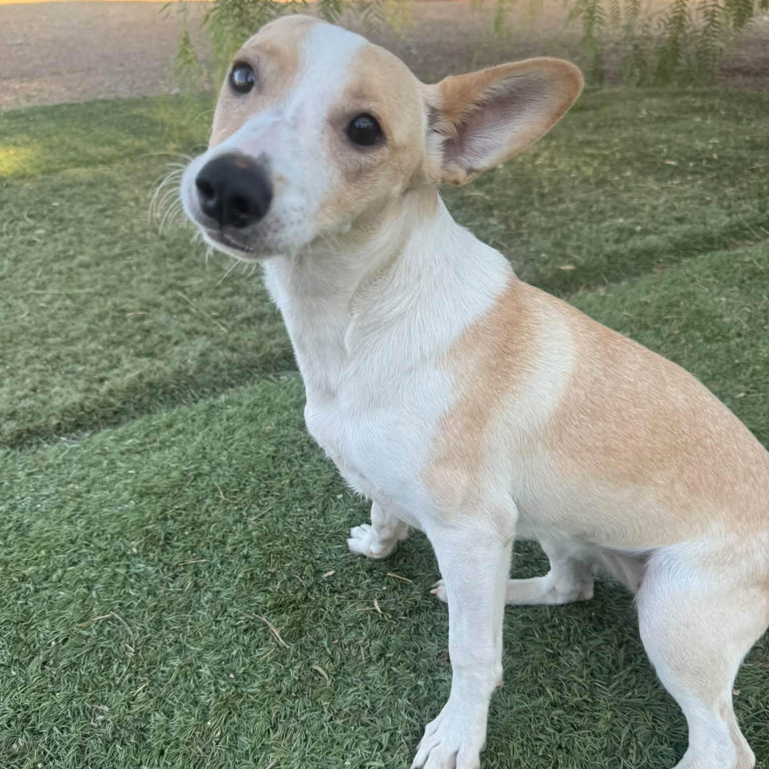 Enlarge Charity, a Adoptable mixed breed in Agua Dulce, CA image 2/5