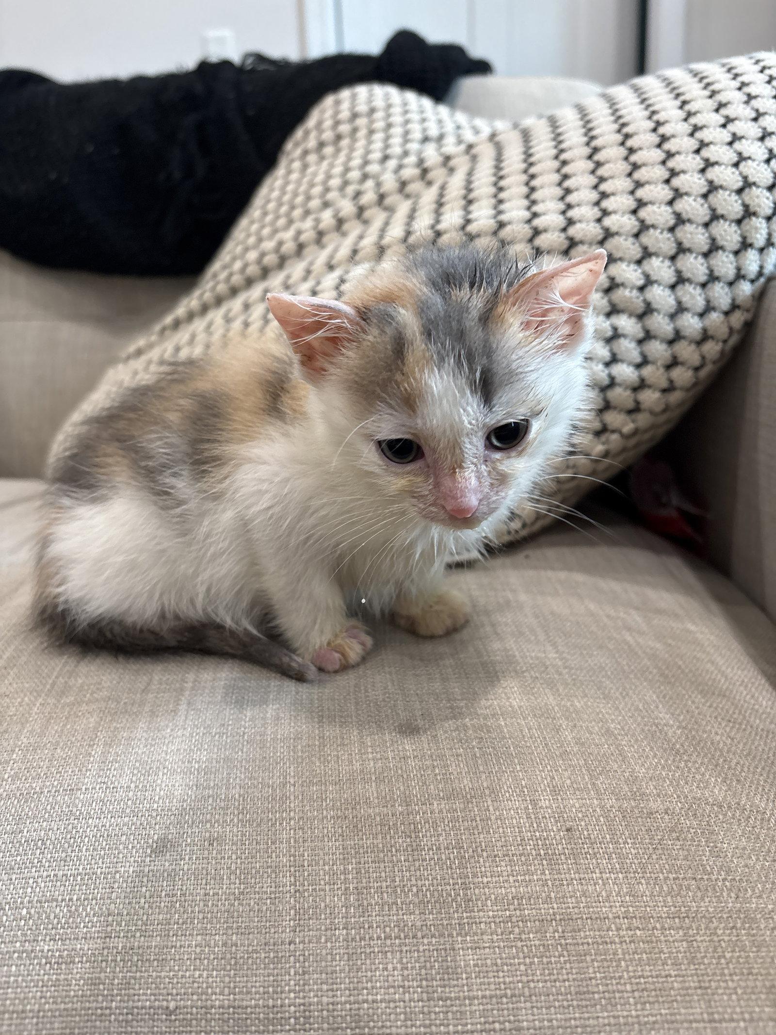 kiwi and Mango (ad), a Adoptable Domestic Short Hair in White Bluff, TN image 2/3