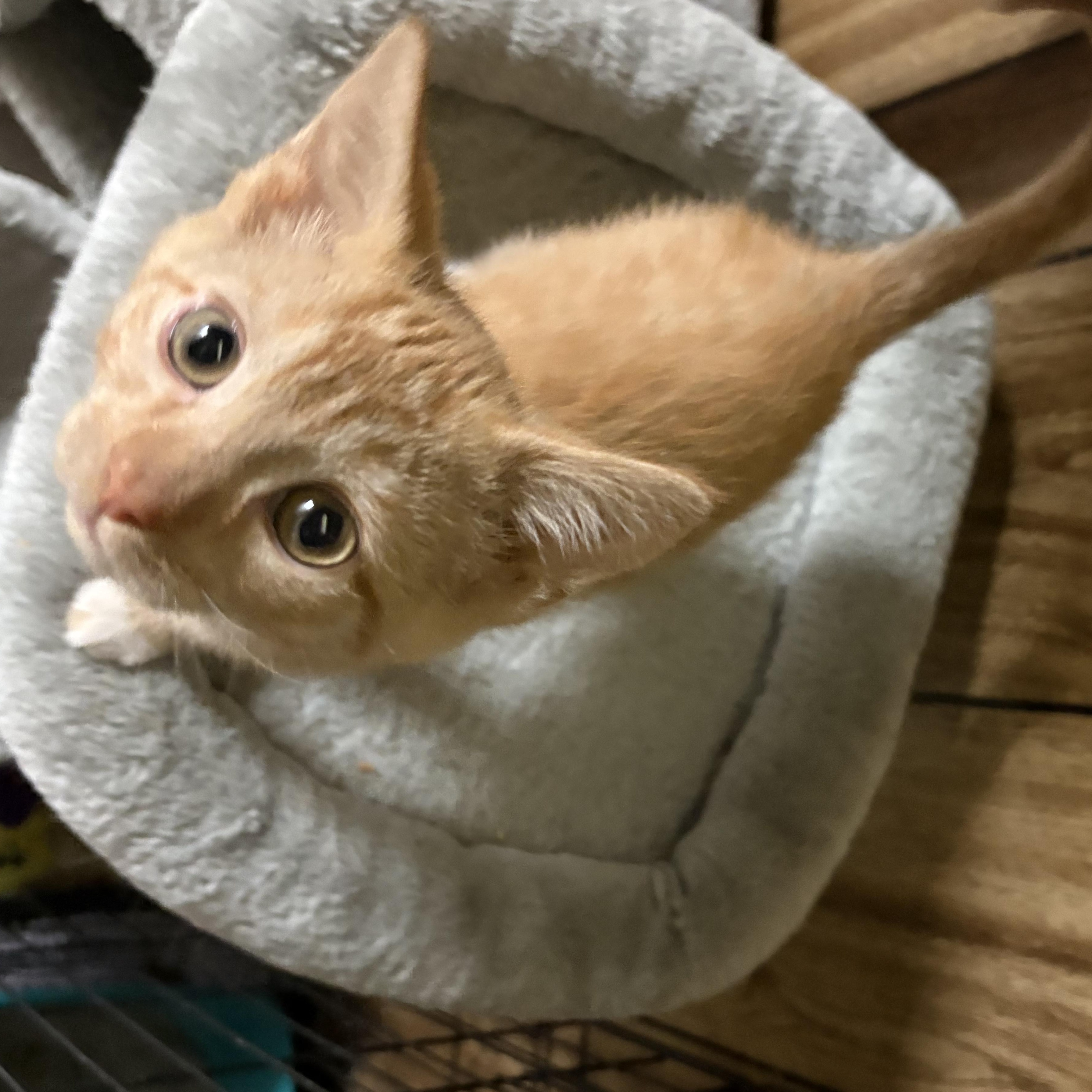 Enlarge Fiero, a Adopted Domestic Short Hair in Garden City, MI image 1/3