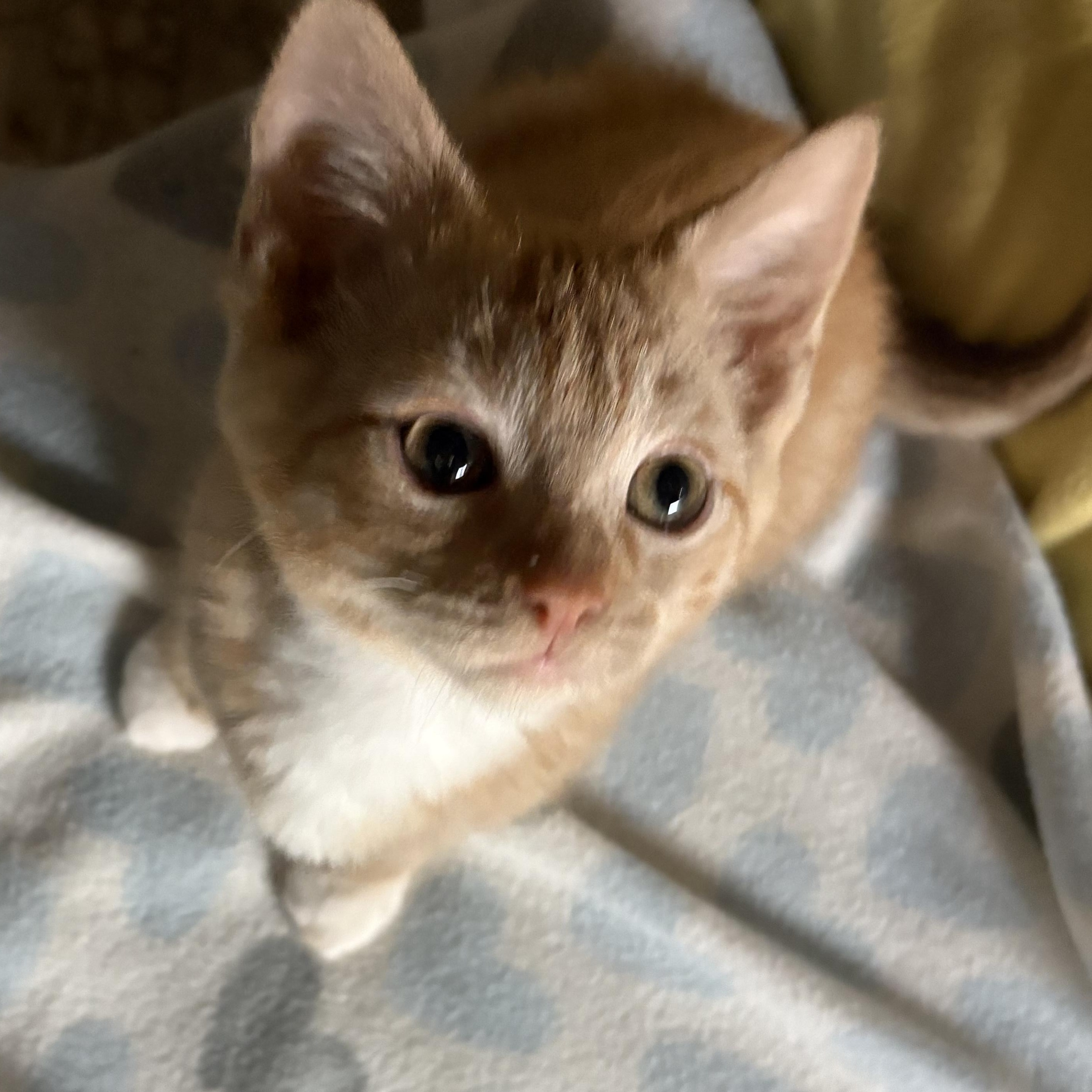 Enlarge Fiero, a Adopted Domestic Short Hair in Garden City, MI image 2/3