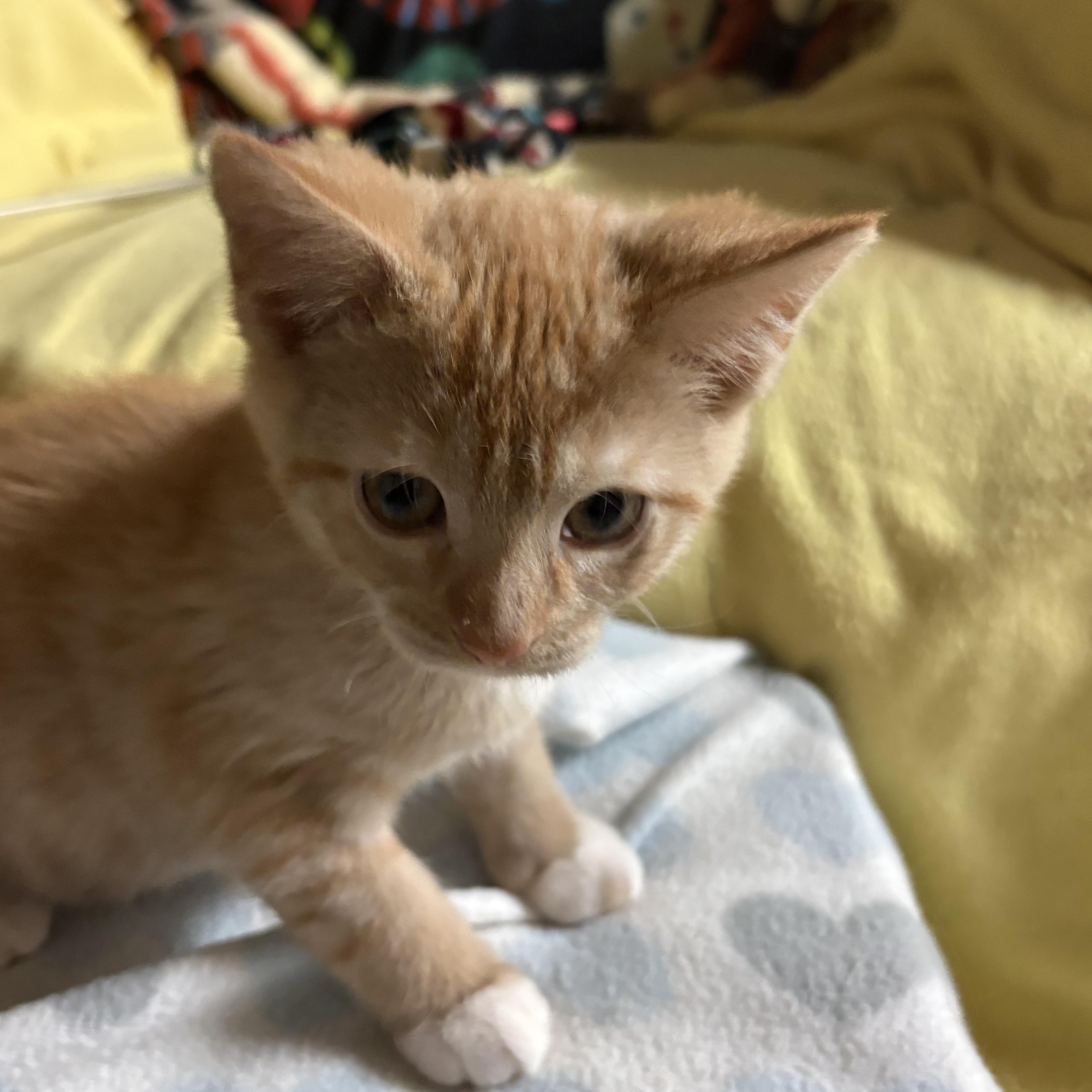 Enlarge Fiero, a Adopted Domestic Short Hair in Garden City, MI image 3/3