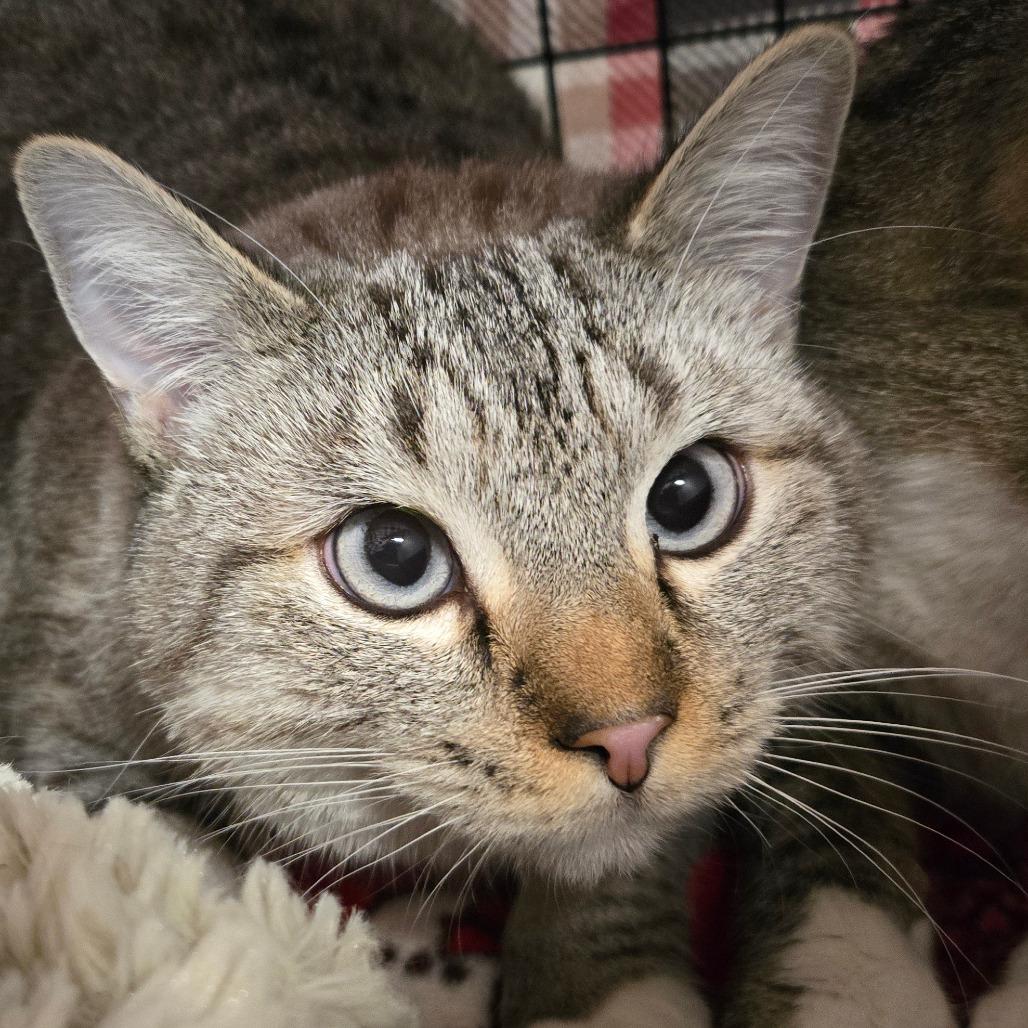 Alba, an adoptable Domestic Short Hair in Nampa, ID, 83651 | Photo Image 1