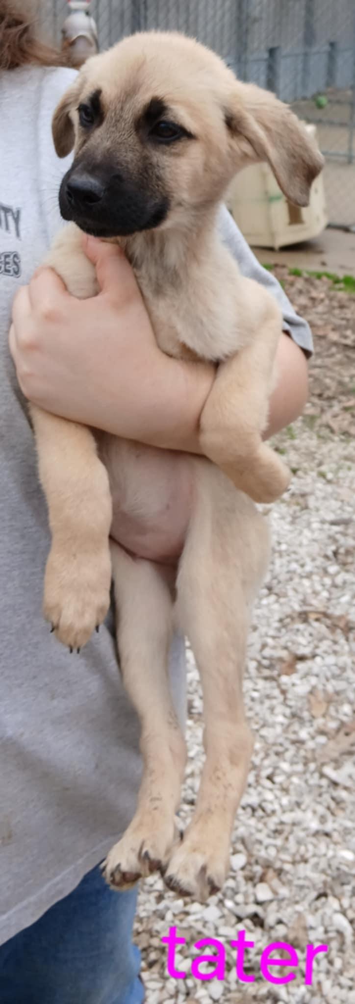 Tater