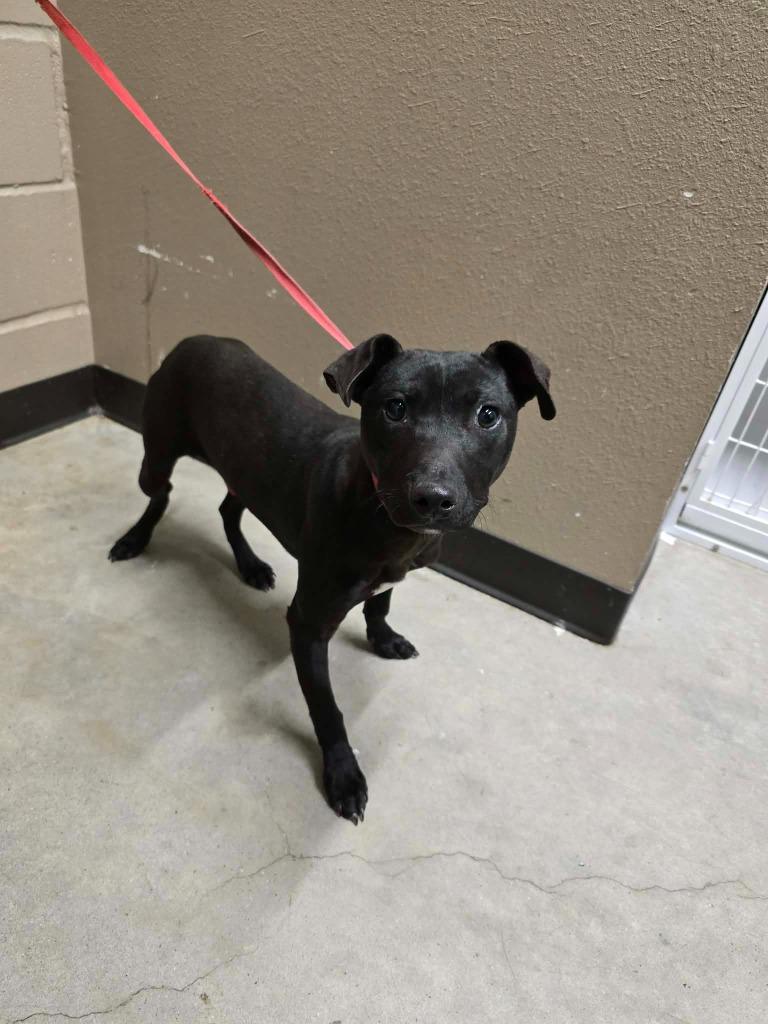 Onix, Adoptable, Adult Male Labrador Retriever & Pit Bull Terrier.