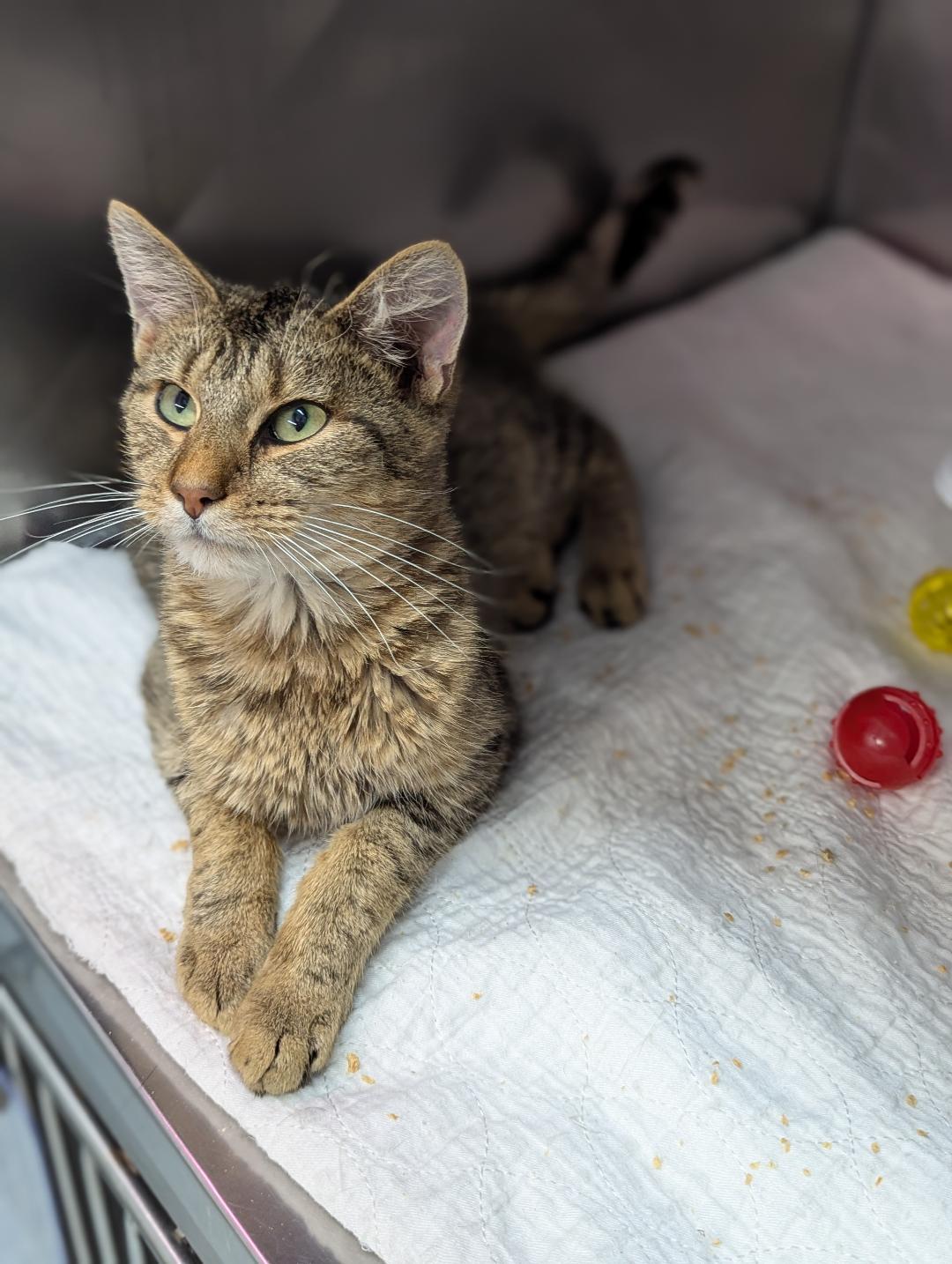Kibbey, a Adoptable Domestic Short Hair in Mount Vernon, OH image 1/3