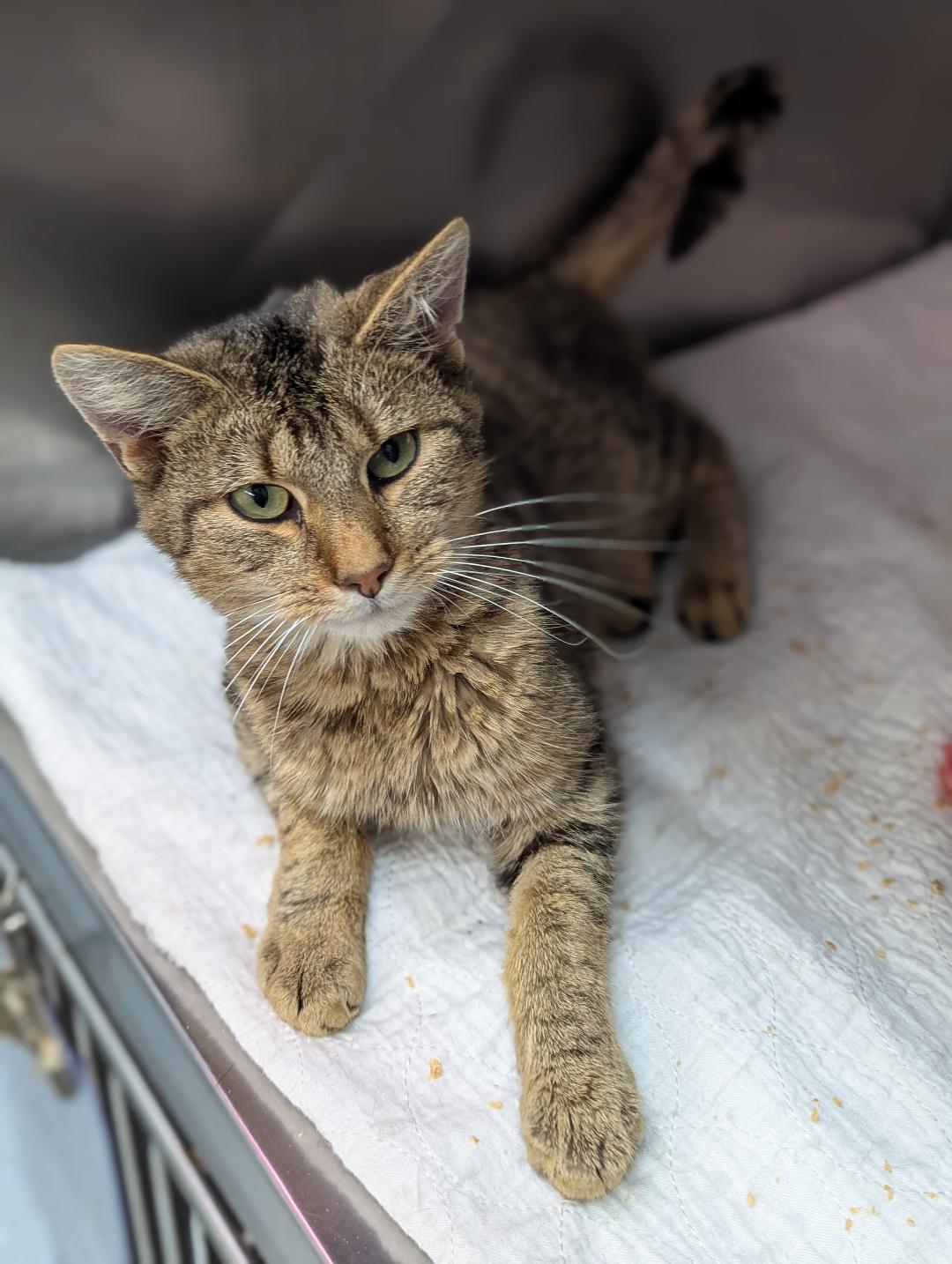 Kibbey, a Adoptable Domestic Short Hair in Mount Vernon, OH image 3/3