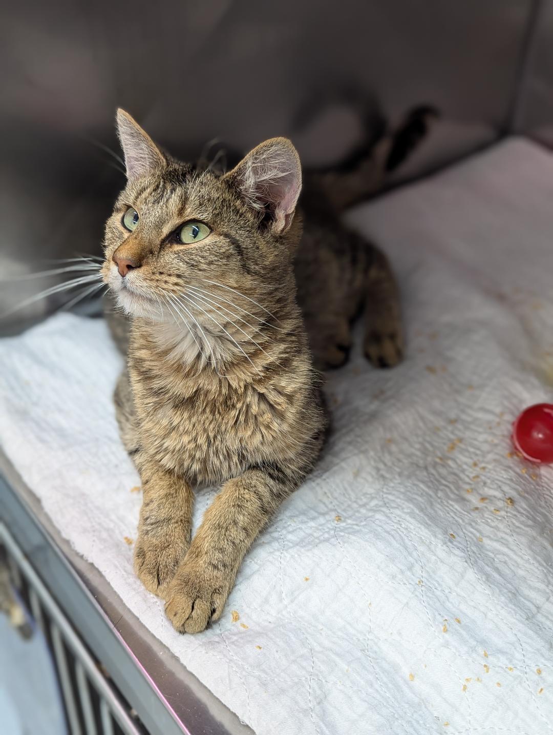 Kibbey, a Adoptable Domestic Short Hair in Mount Vernon, OH image 2/3