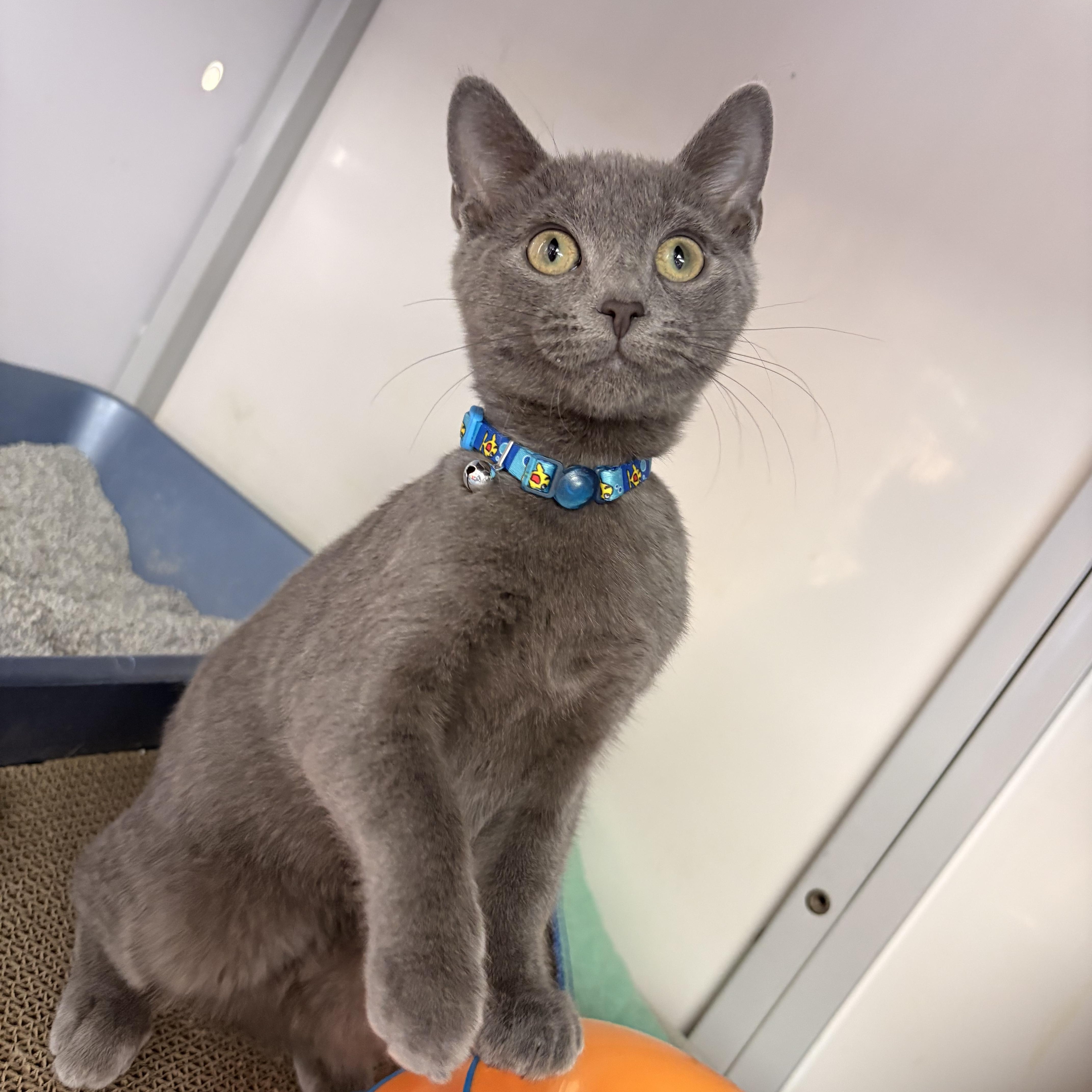 Ander, an adopted Domestic Short Hair in White Oak, PA image 1/3