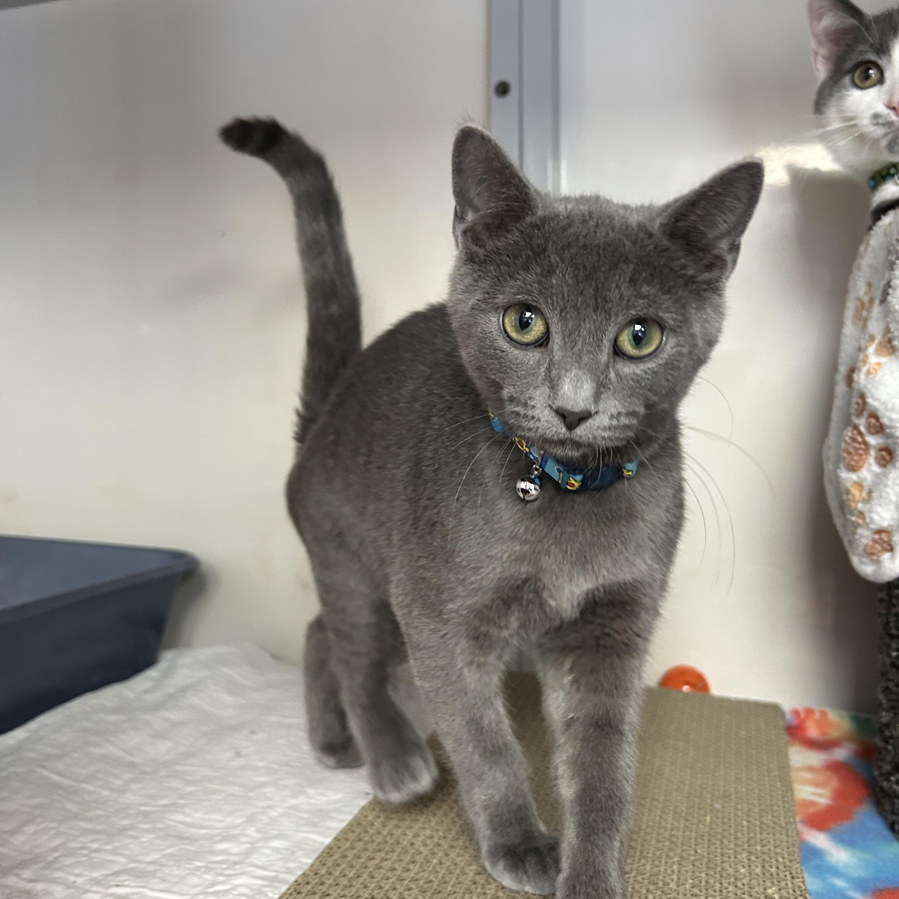 Ander, an adopted Domestic Short Hair in White Oak, PA image 3/3