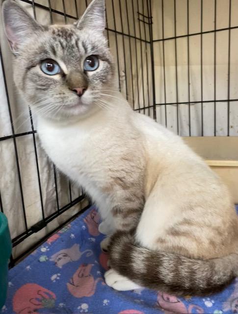 Jazzy, an adopted mixed breed in Chattanooga, TN image 2/3