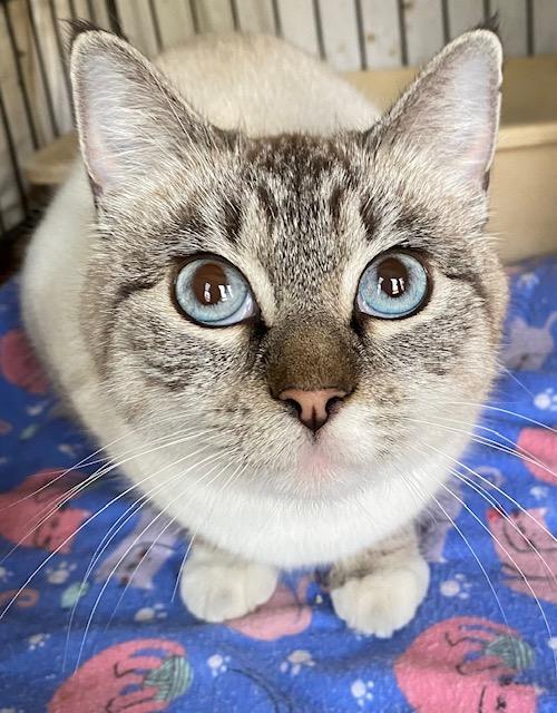 Jazzy, adopted, Young Female Siamese & Snowshoe.