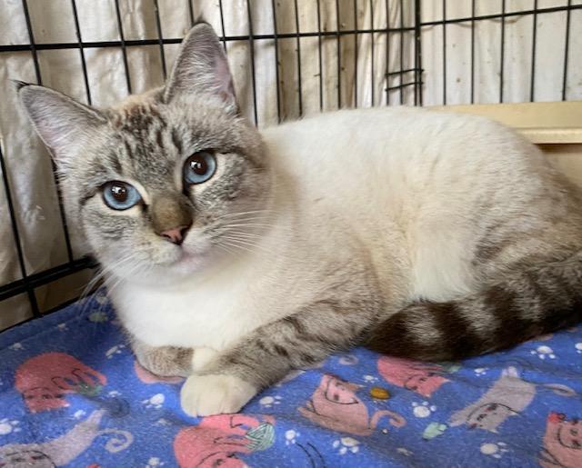 Jazzy, an adopted mixed breed in Chattanooga, TN image 3/3