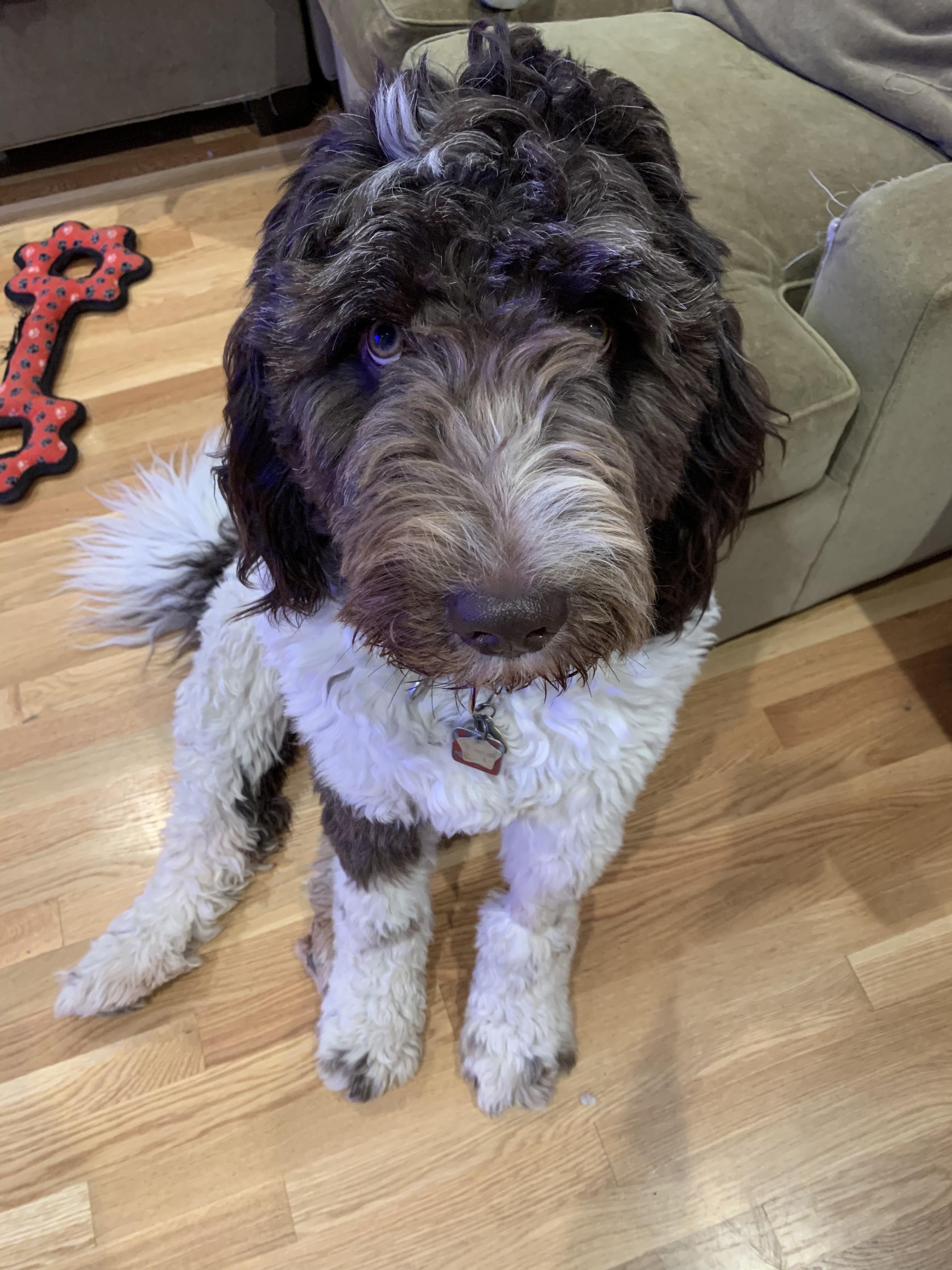 Enlarge Mookie needs a special someone, a Adoptable mixed breed in Oakland, CA image 3/5