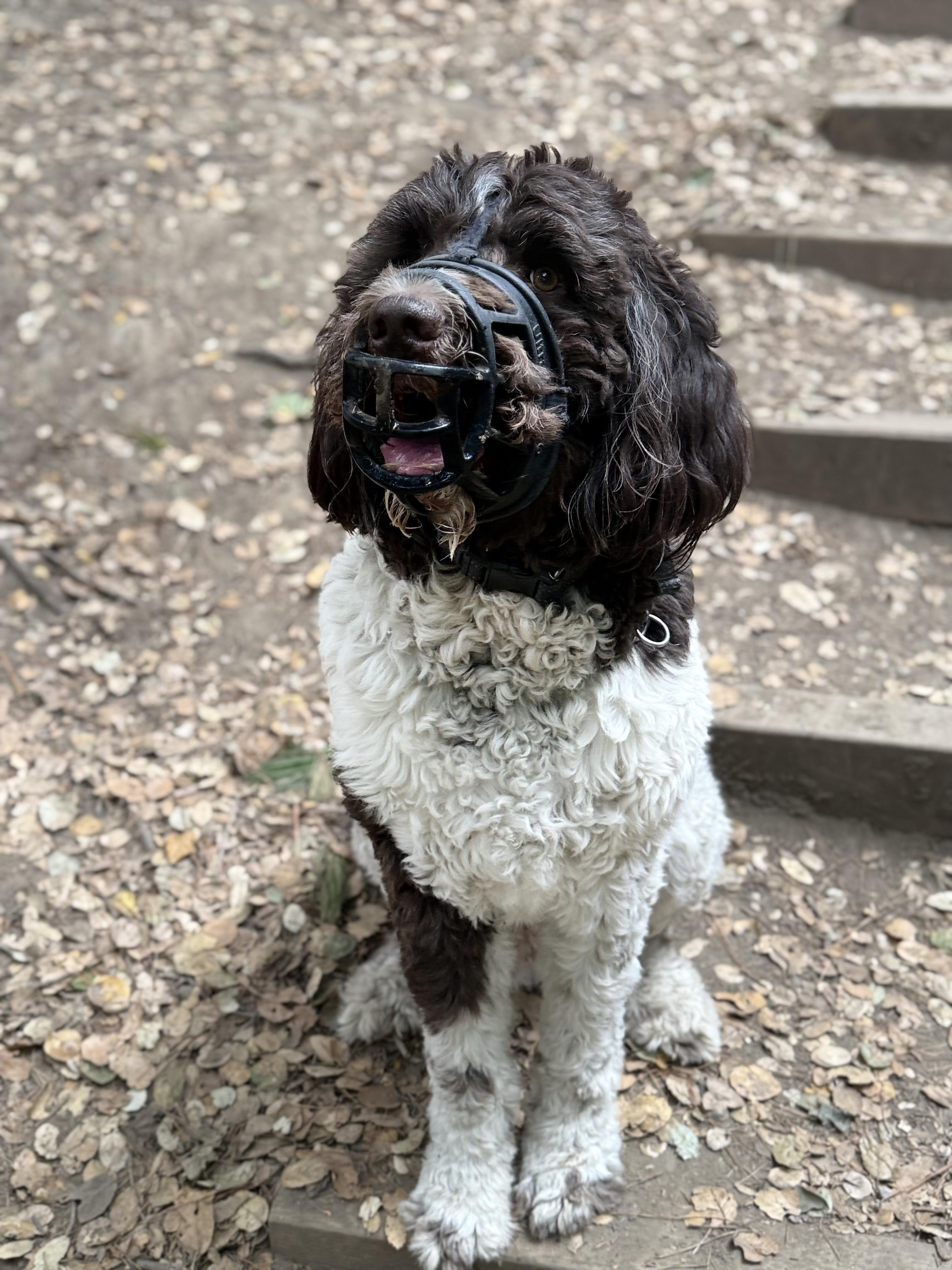 Enlarge Mookie needs a special someone, a Adoptable mixed breed in Oakland, CA image 5/5