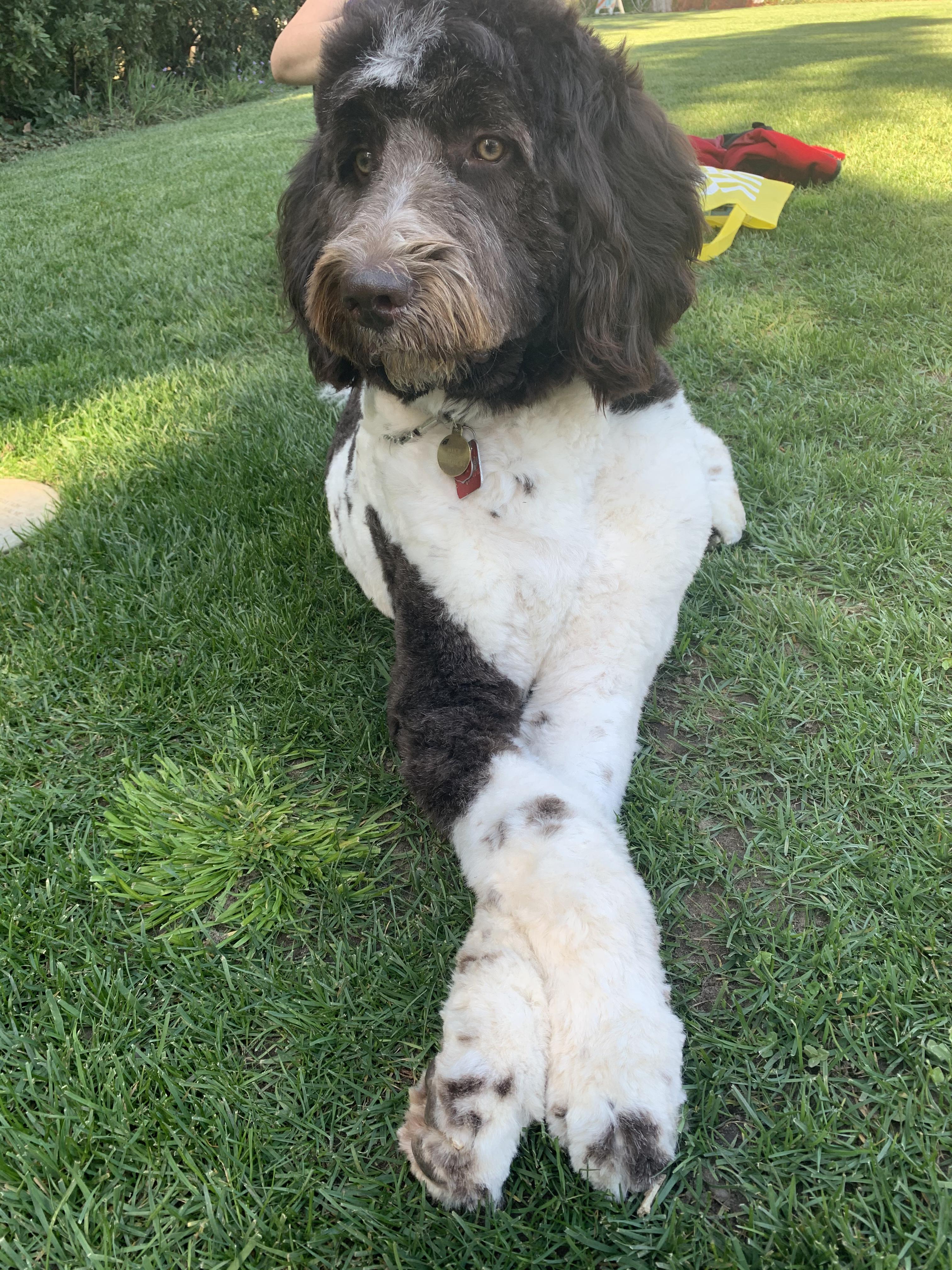 Mookie needs a special someone, Adoptable, Adult Male Poodle & Newfoundland Dog.