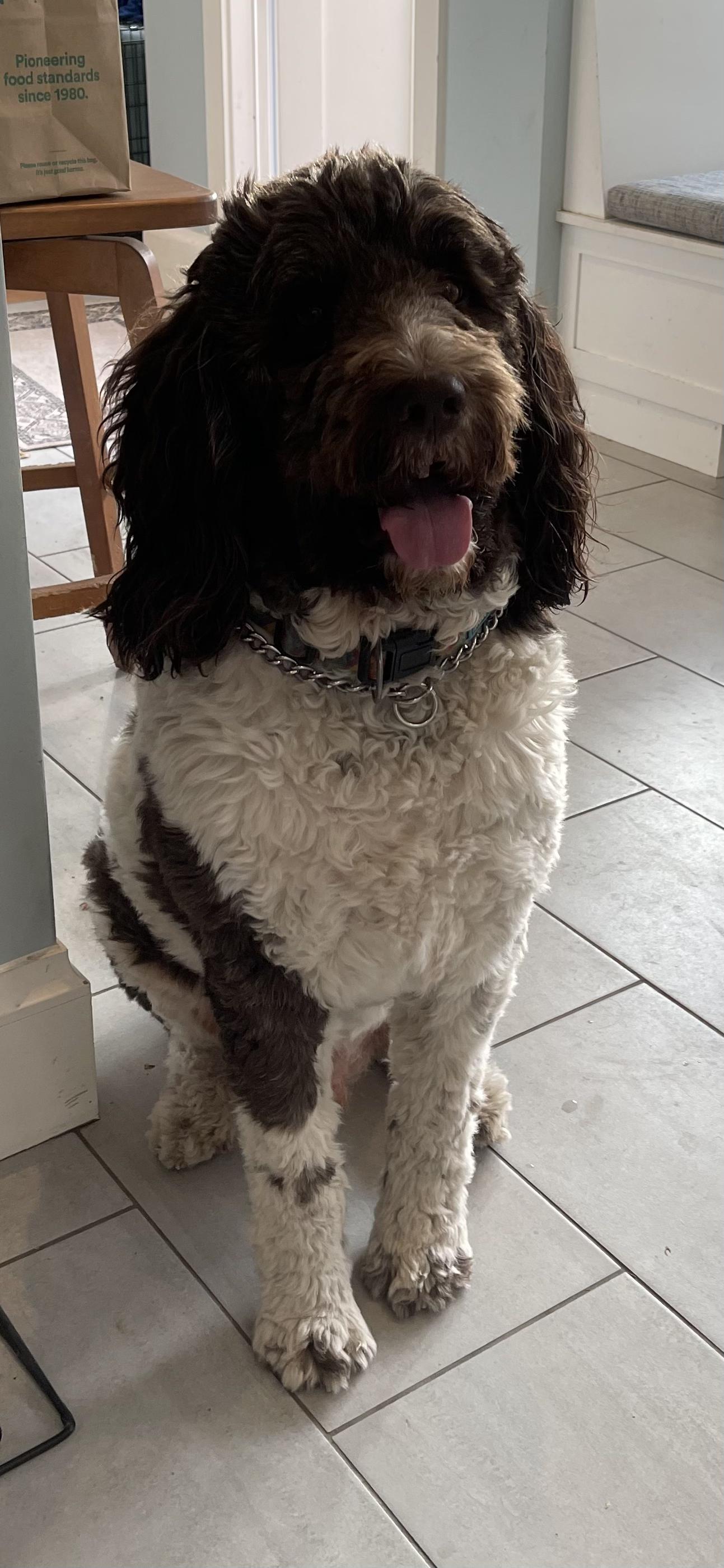 Mookie needs a special someone