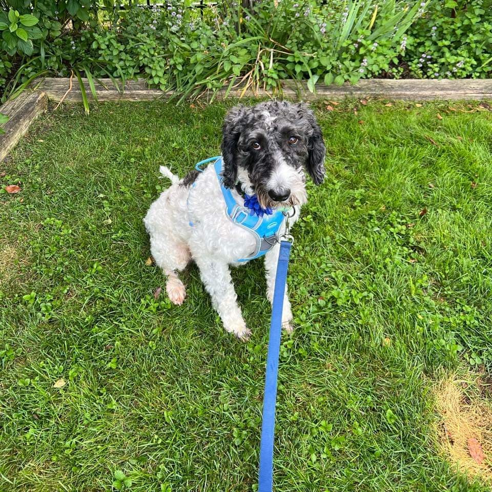 Smiley - in foster home