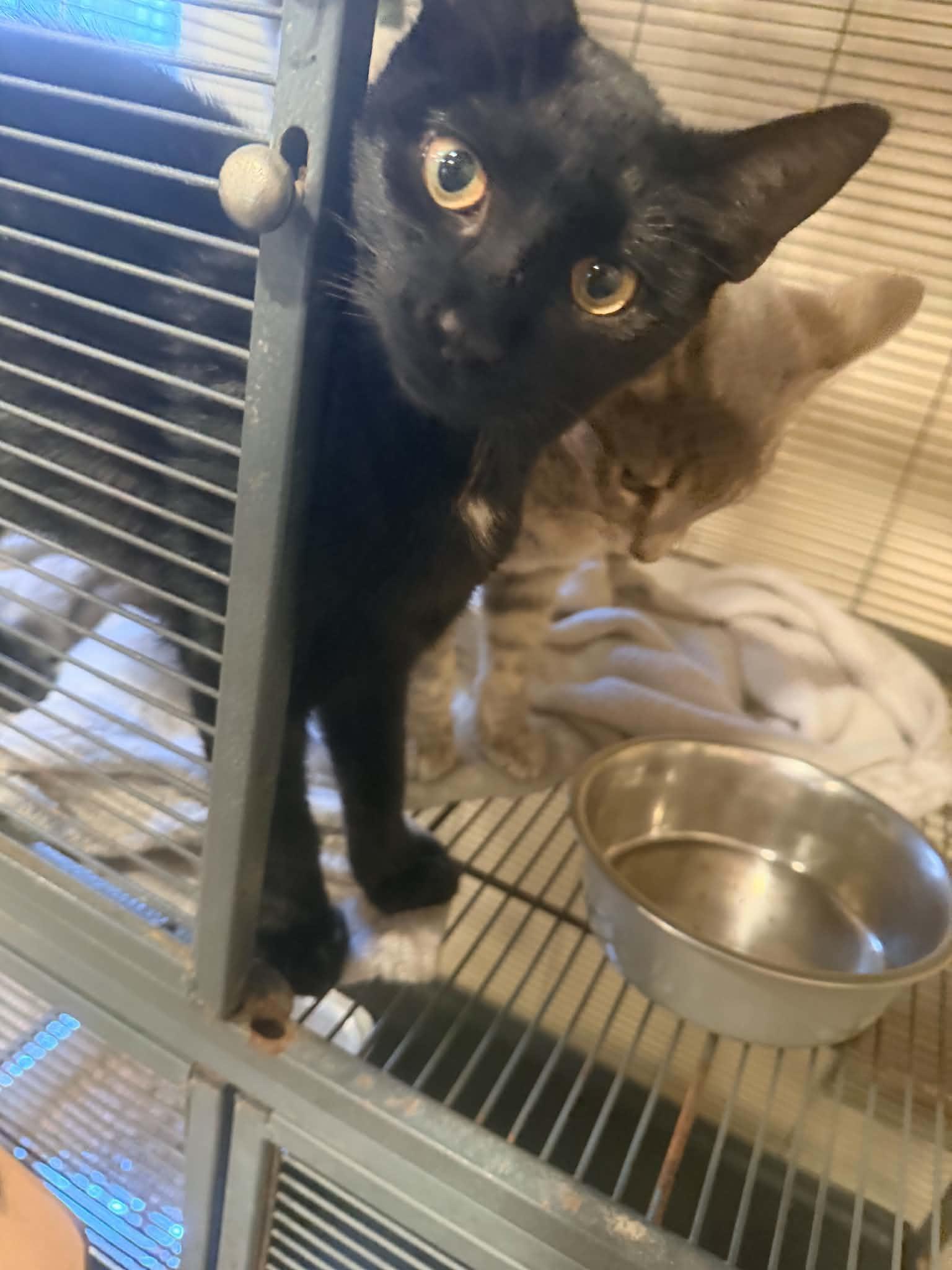 Enlarge Phantom, a Adoptable Domestic Short Hair in Bishopville, SC image 2/2