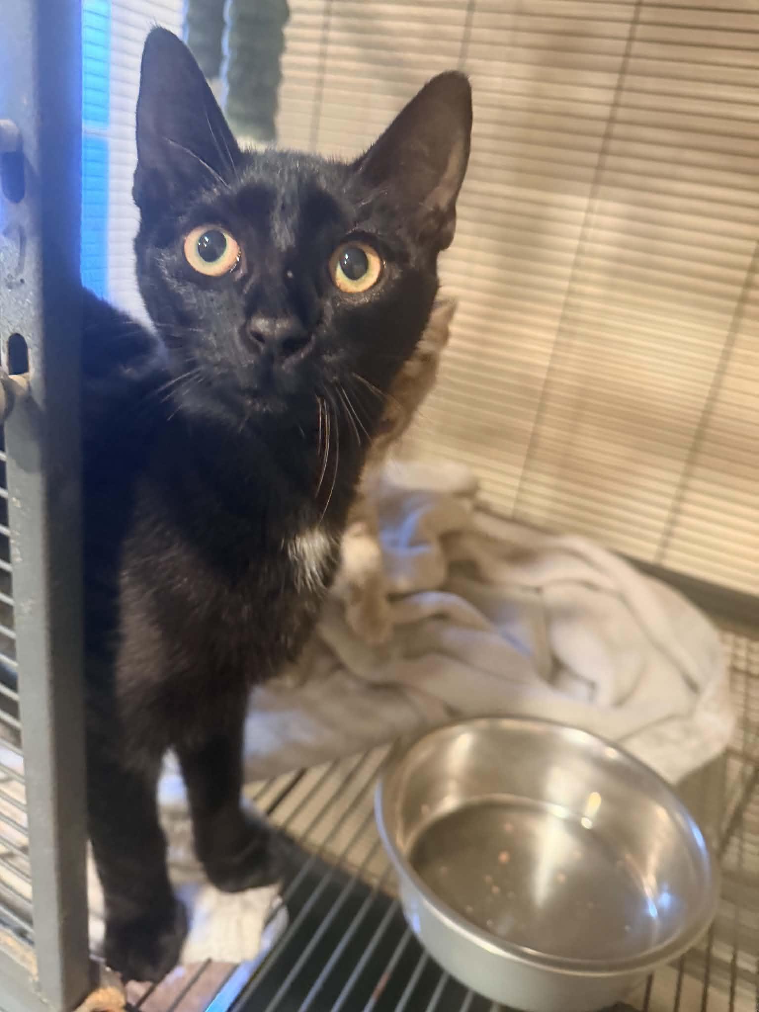 Enlarge Phantom, a Adoptable Domestic Short Hair in Bishopville, SC image 1/2