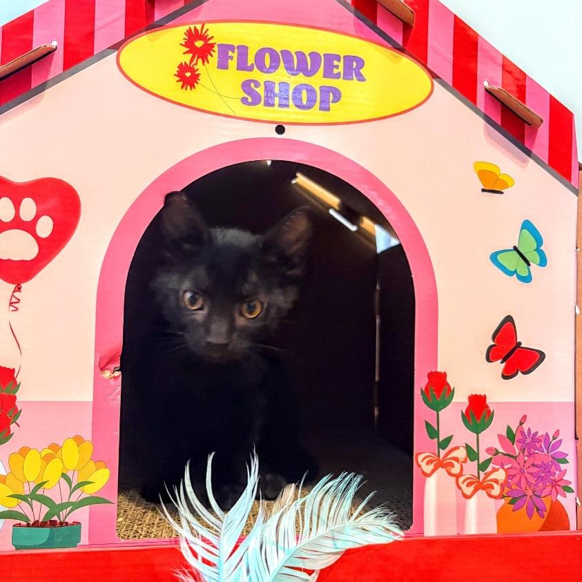 Tonka, Adoptable, Young Male Domestic Short Hair.