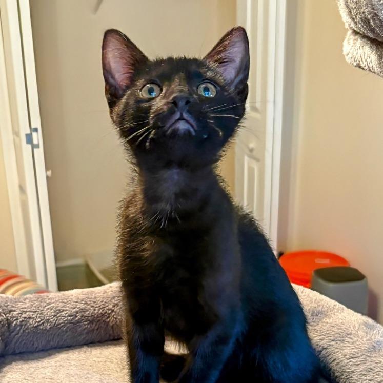 Tonka, a Adoptable Domestic Short Hair in Boerne, TX image 2/4