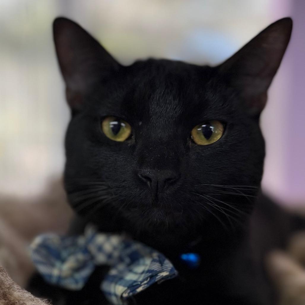 Tonka, a Adoptable Domestic Short Hair in Boerne, TX image 4/4