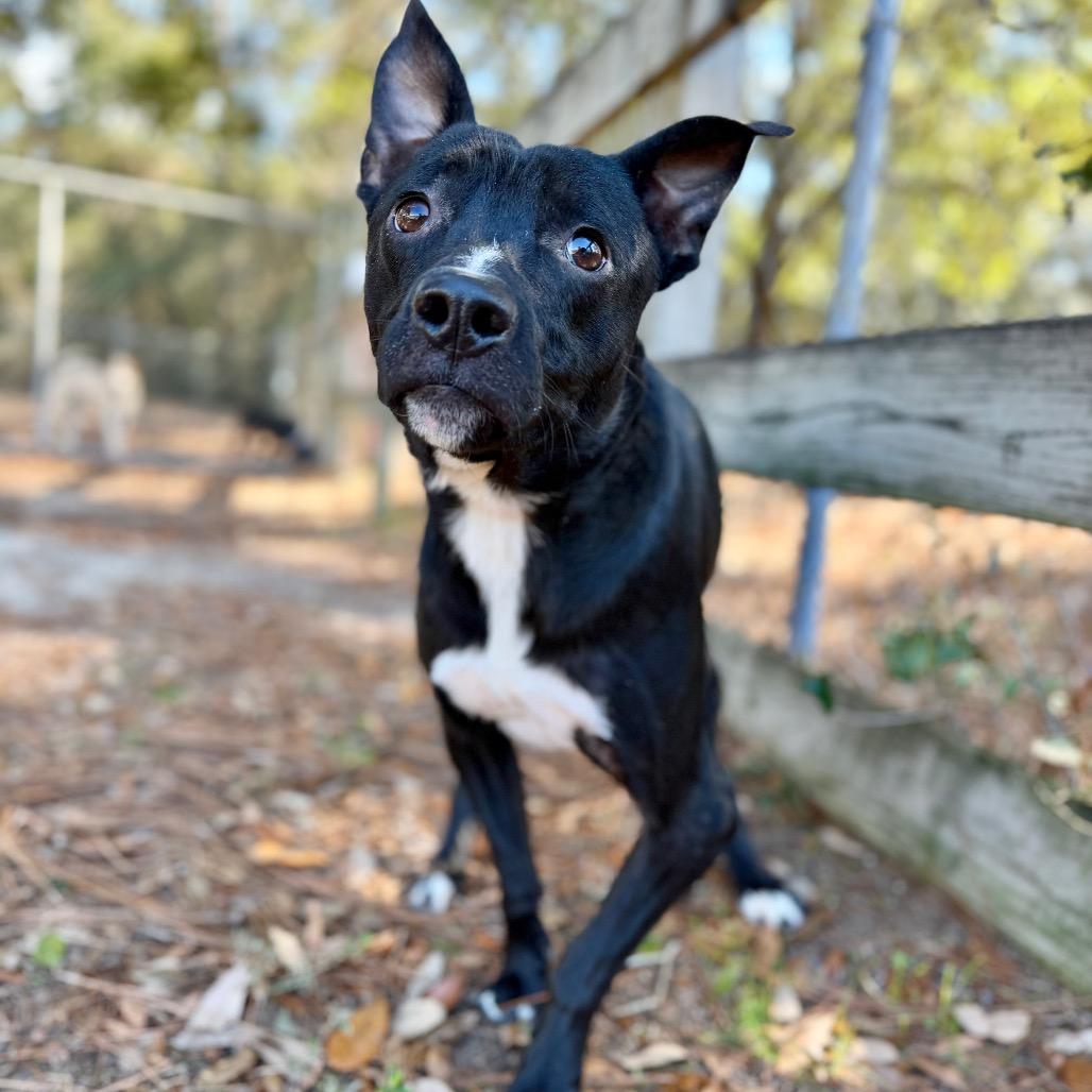 Ontario, Adoptable, Adult Male Mixed Breed.