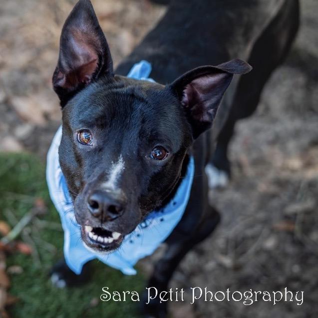 Enlarge Ontario, a Adoptable Mixed Breed in Milton, FL image 2/6