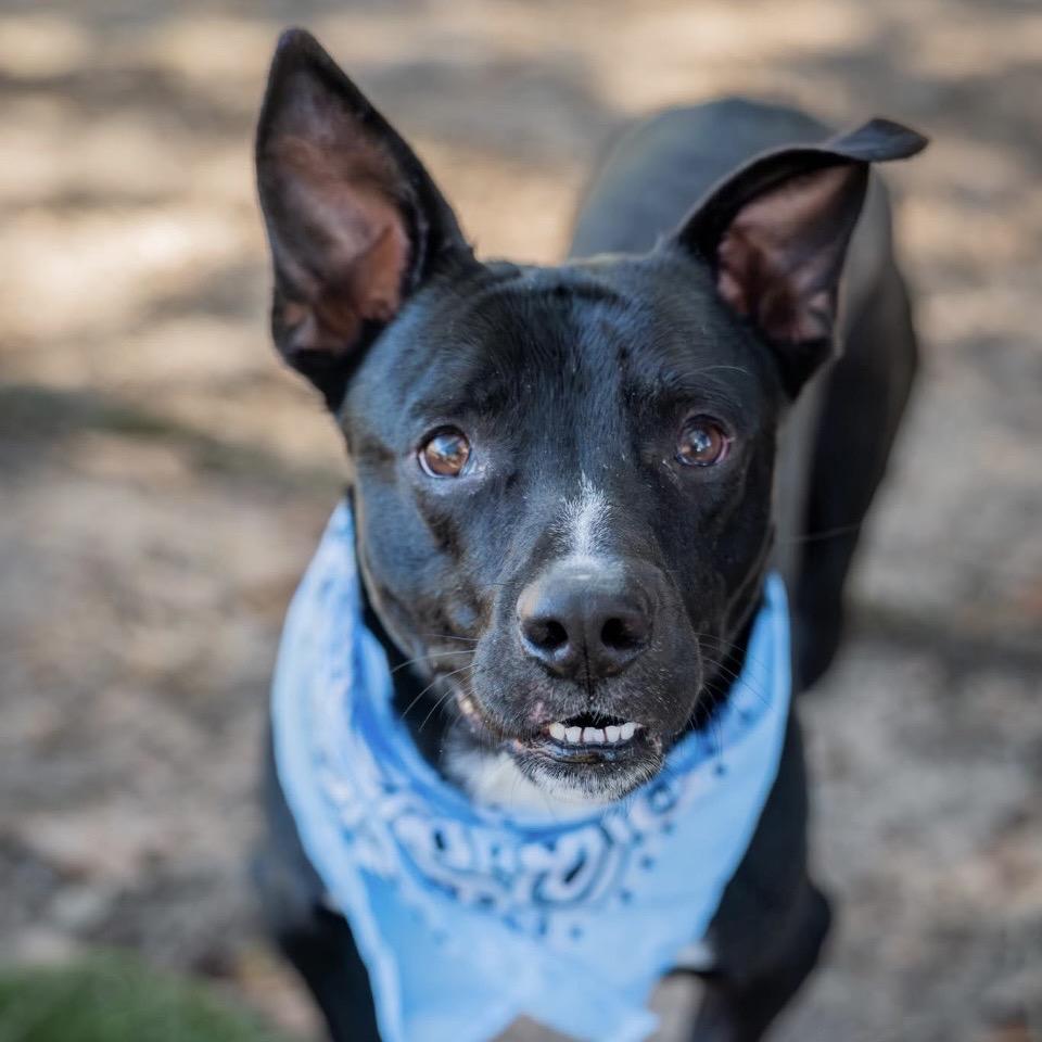 Enlarge Ontario, a Adoptable Mixed Breed in Milton, FL image 3/6
