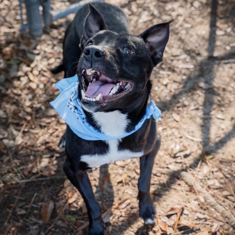 Enlarge Ontario, a Adoptable Mixed Breed in Milton, FL image 4/6