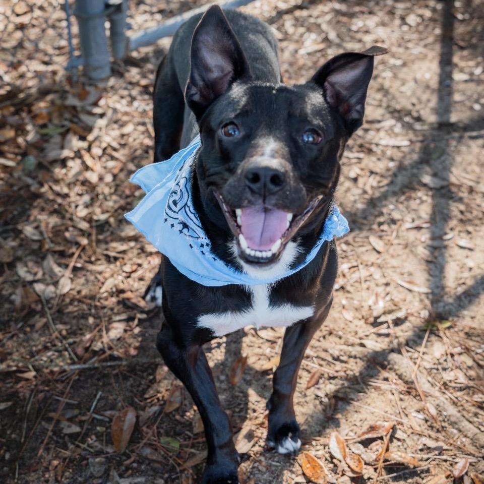 Enlarge Ontario, a Adoptable Mixed Breed in Milton, FL image 5/6