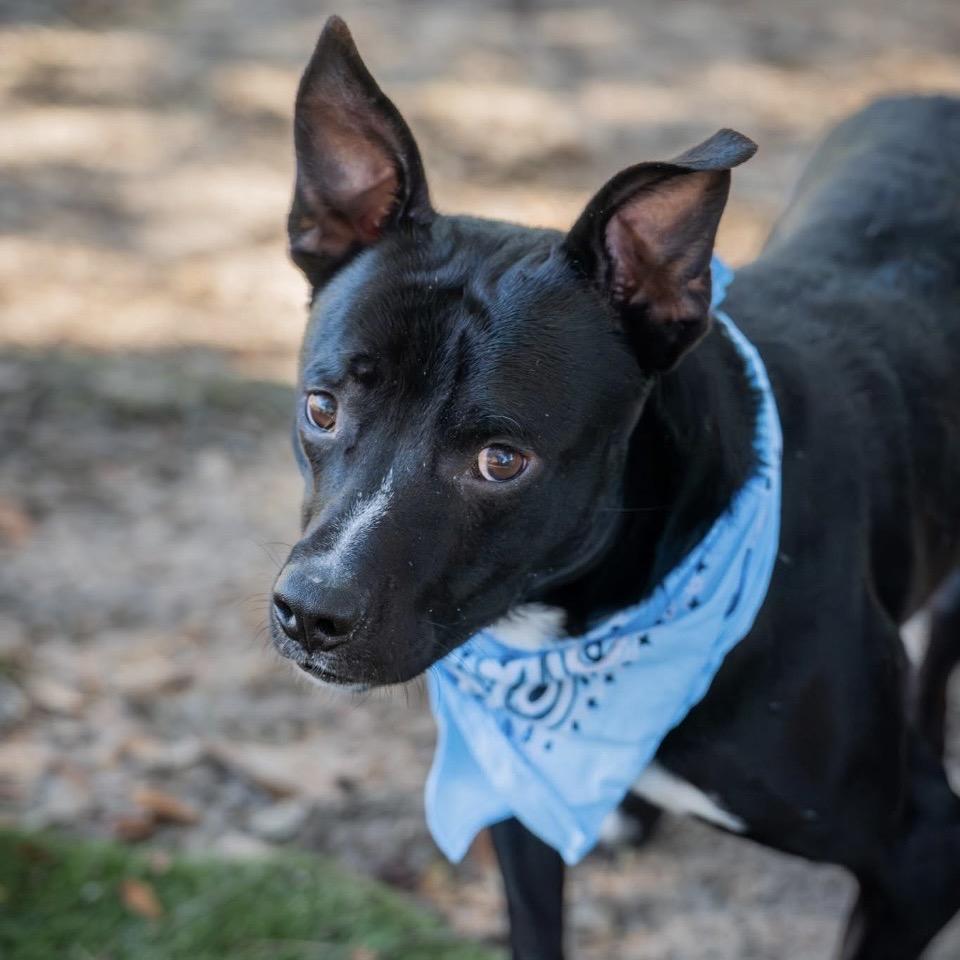Enlarge Ontario, a Adoptable Mixed Breed in Milton, FL image 6/6