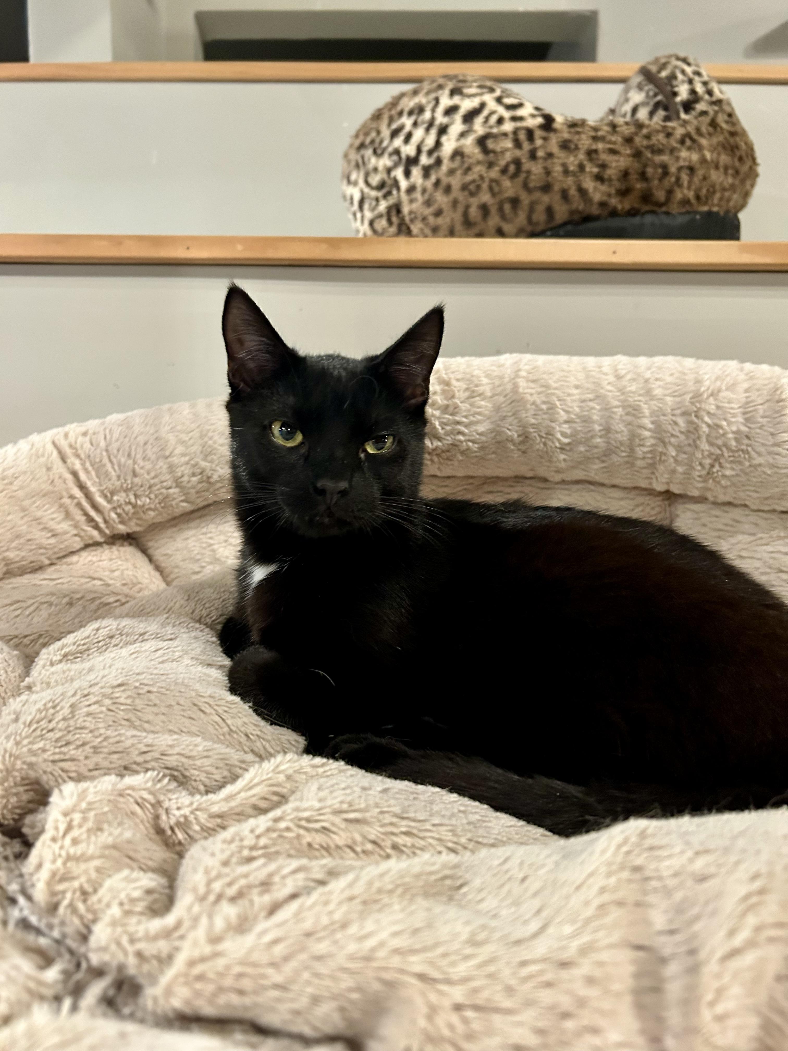 Carl, Adoptable, Kitten Male Domestic Short Hair.