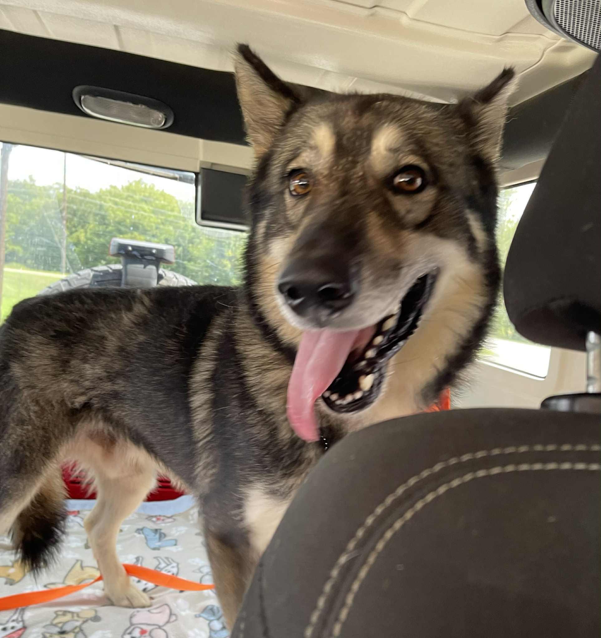 Enlarge Samuel, a ADOPTABLE Husky in Oregon, IL image 2/3