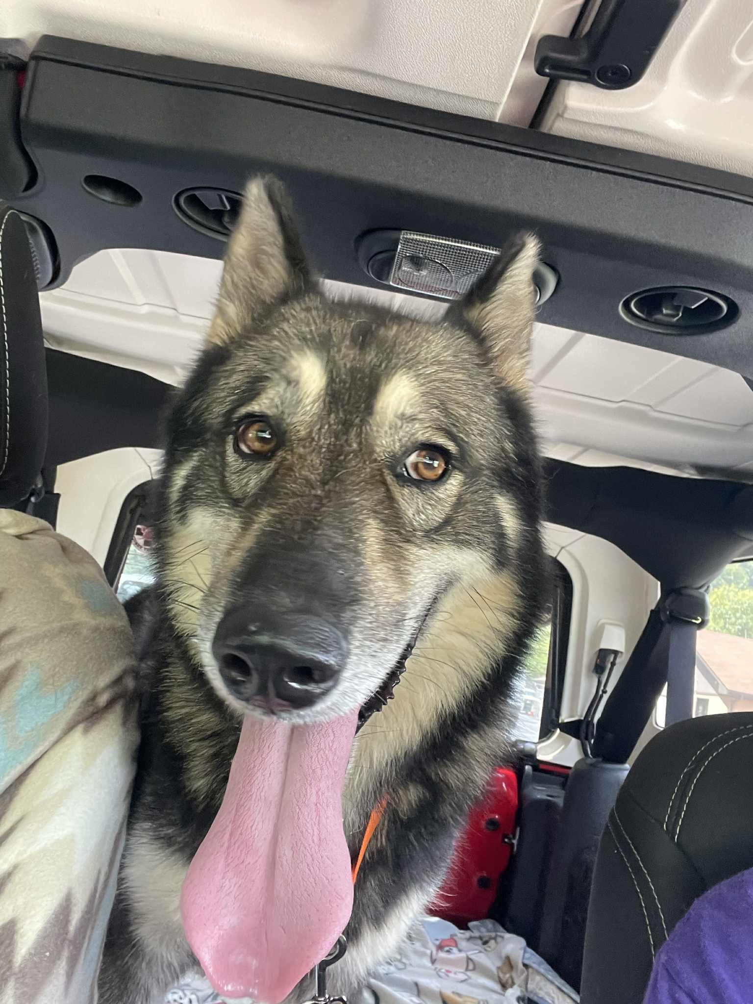 Enlarge Samuel, a ADOPTABLE Husky in Oregon, IL image 3/3