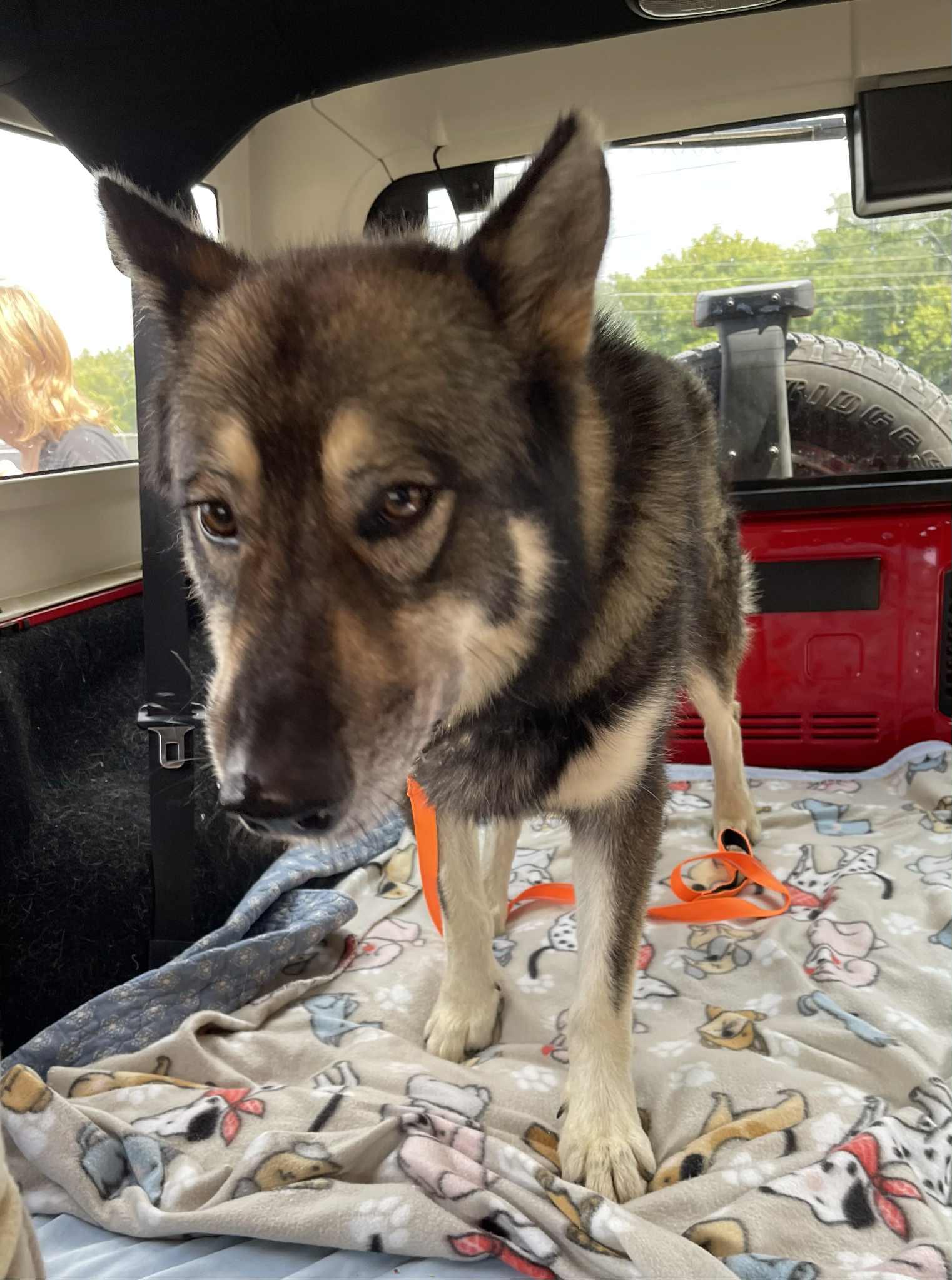 Samuel, ADOPTABLE, Adult Male Husky.