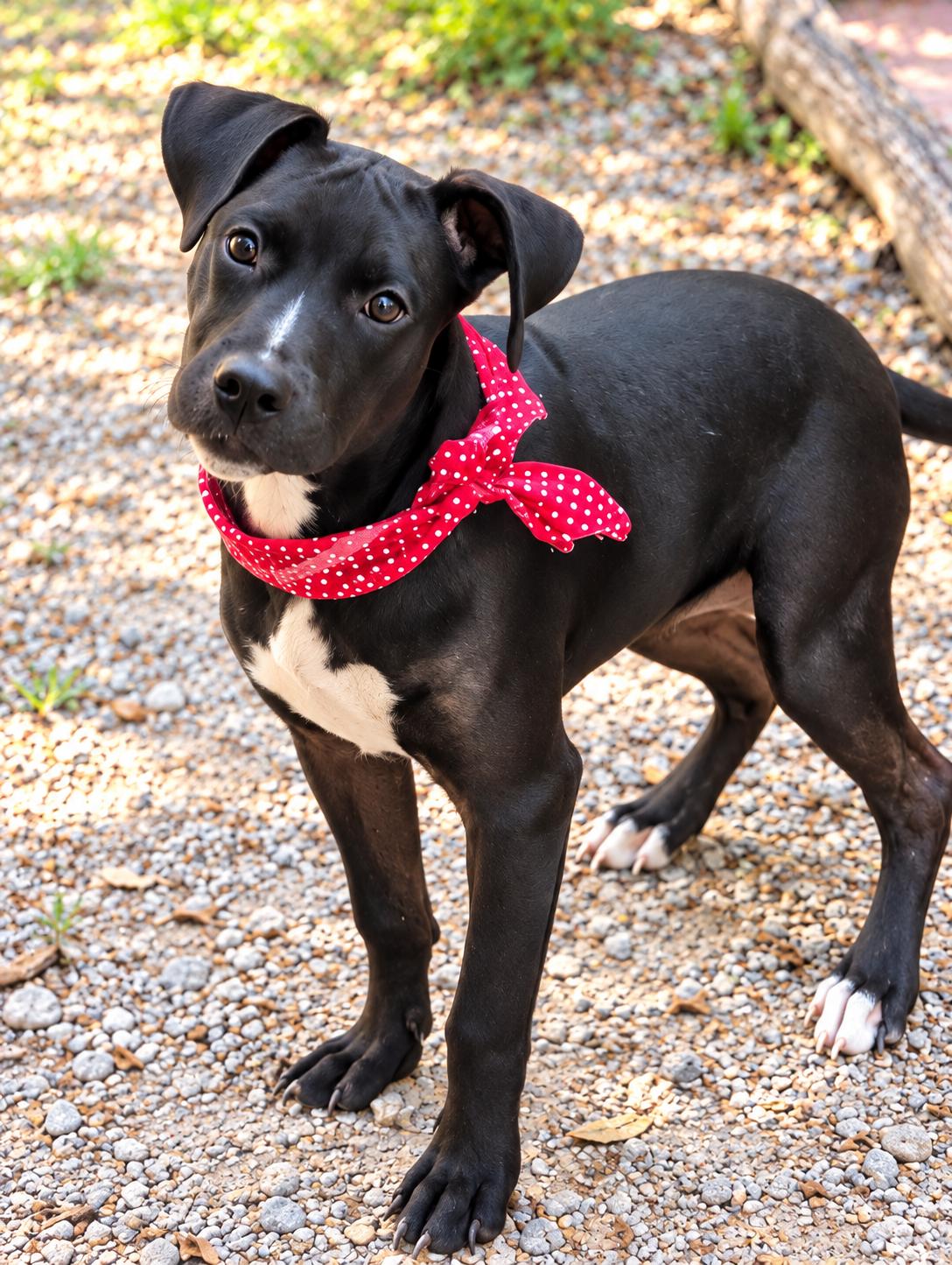 Enlarge Raven, a Adoptable mixed breed in Jacksonville, FL image 1/3