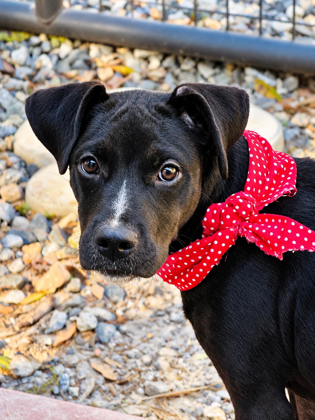 Enlarge Raven, a Adoptable mixed breed in Jacksonville, FL image 3/3